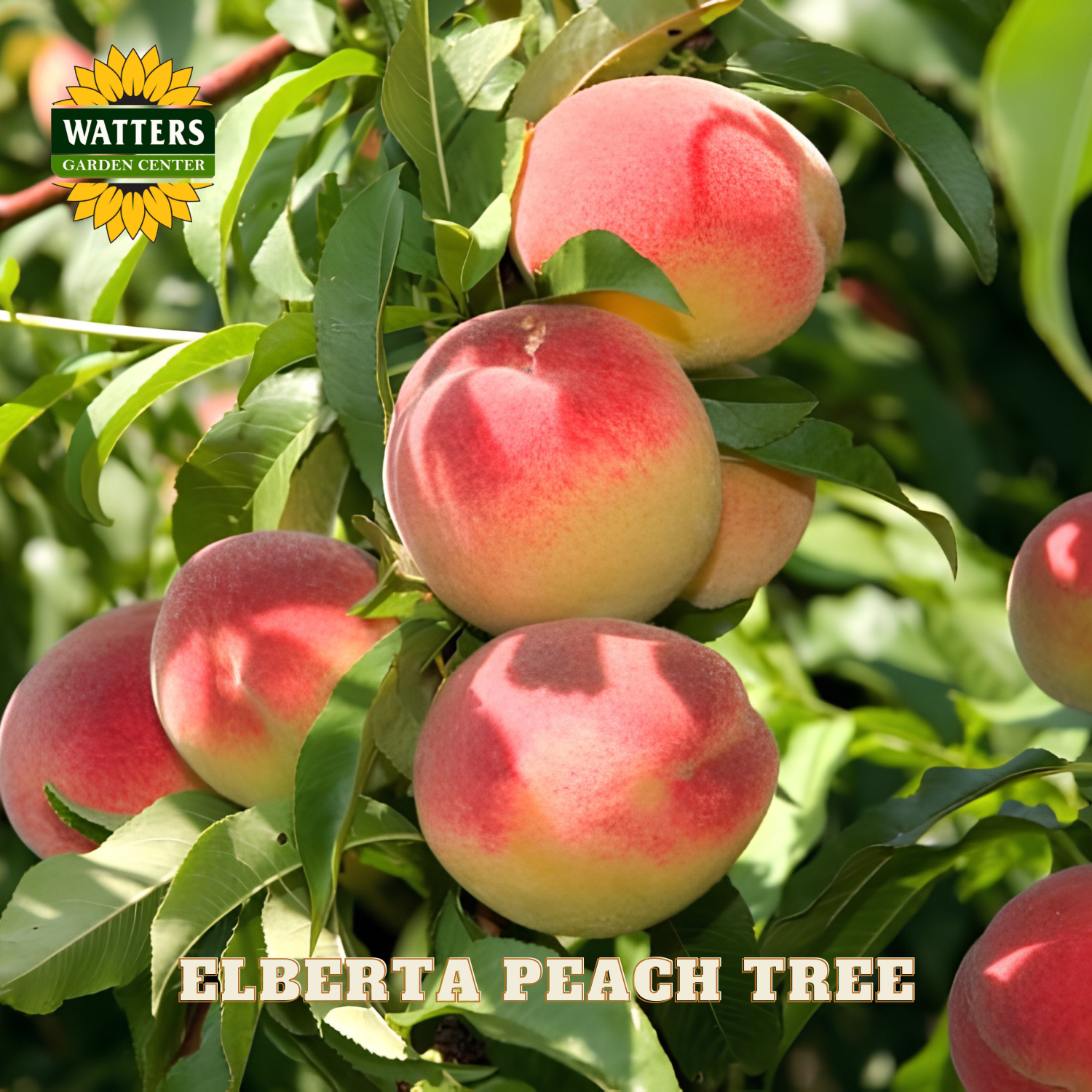 Elberta peaches on a tree with Watters Garden Center branding.