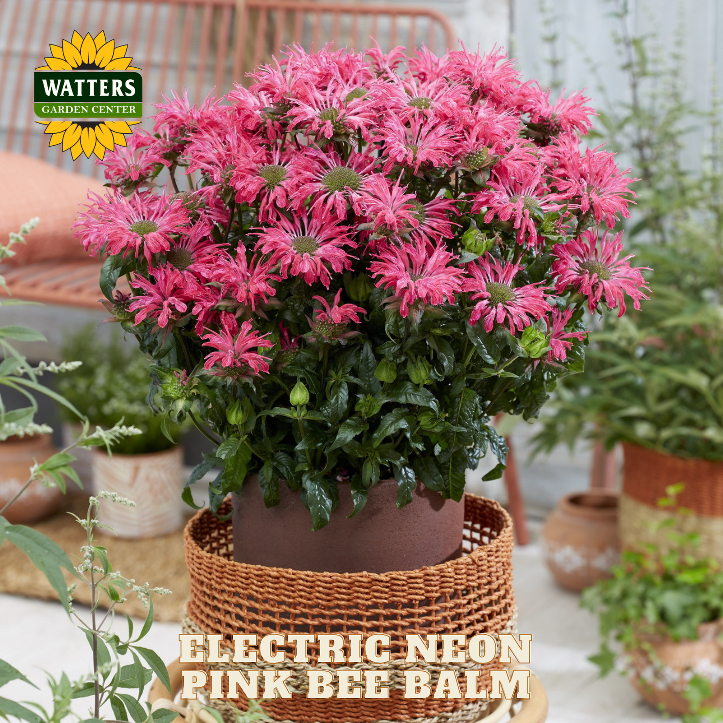 Potted electric neon pink bee balm plant with Watters Garden Center branding.