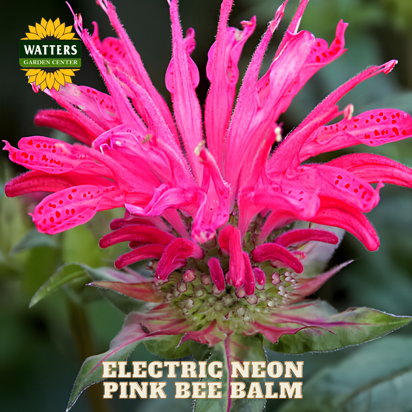 Electric Neon Pink Bee Balm flower with Watters Garden Center branding.
