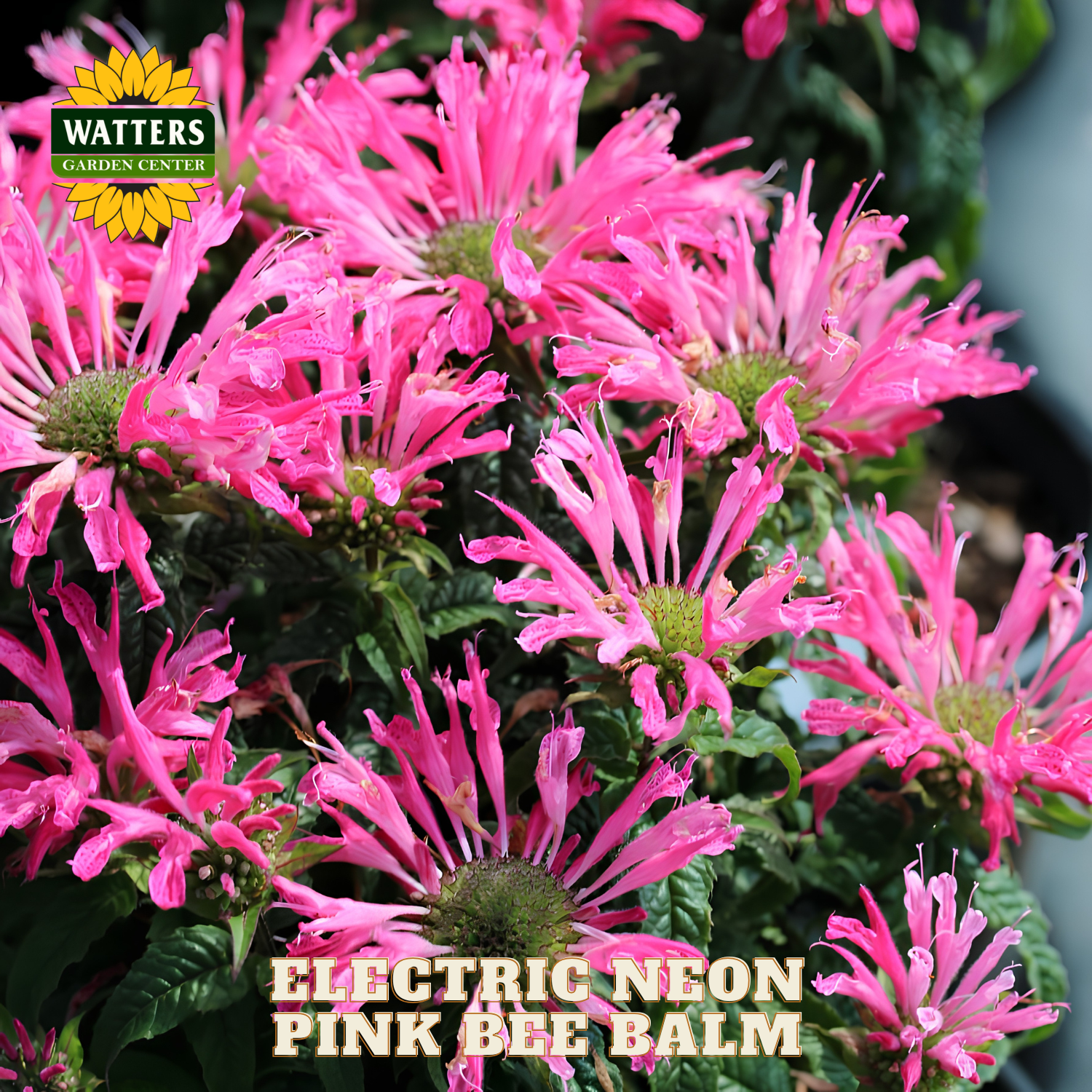 Electric Neon Pink Bee Balm flowers with Watters Garden Center branding.