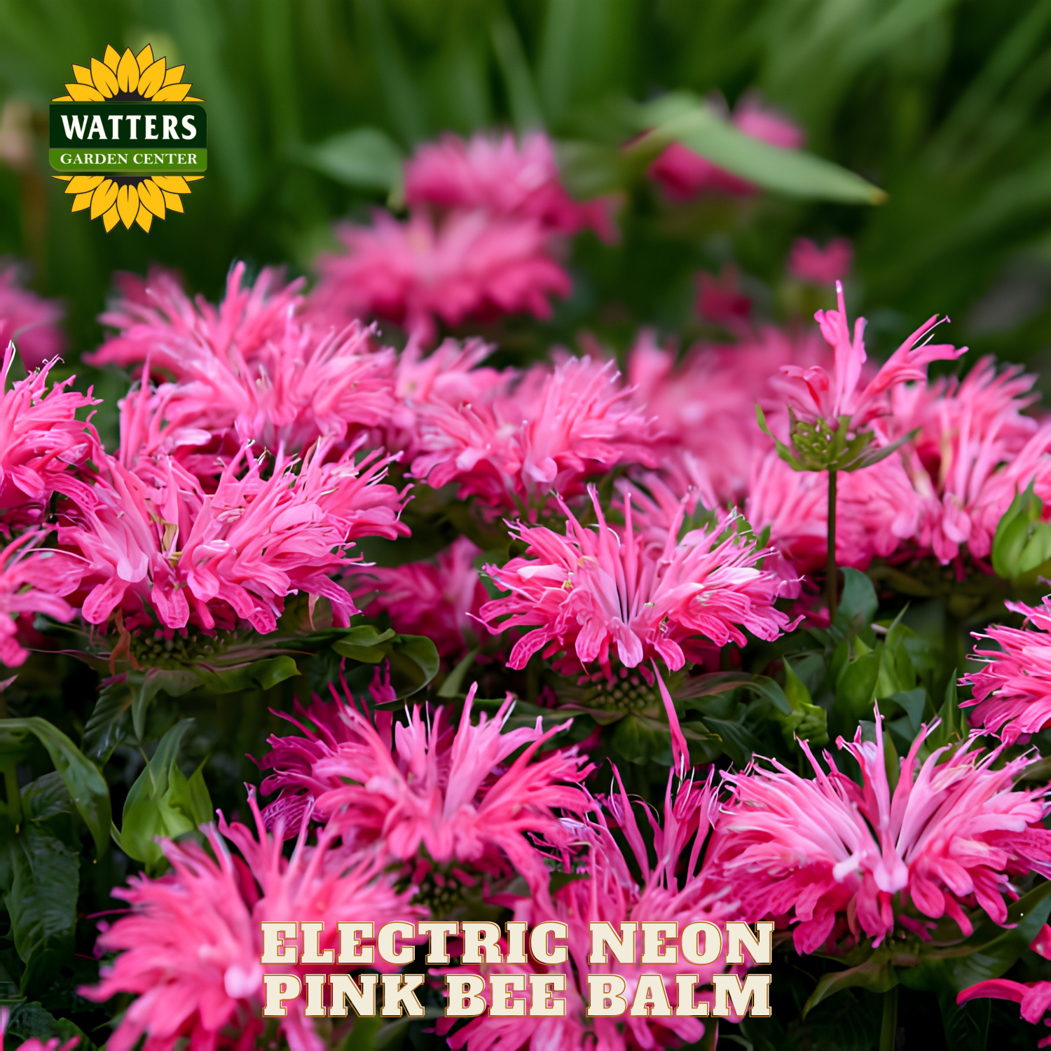 Electric Neon Pink Bee Balm flowers with Watters Garden Center branding.