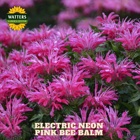 Electric Neon Pink Bee Balm flowers with Watters Garden Center logo.