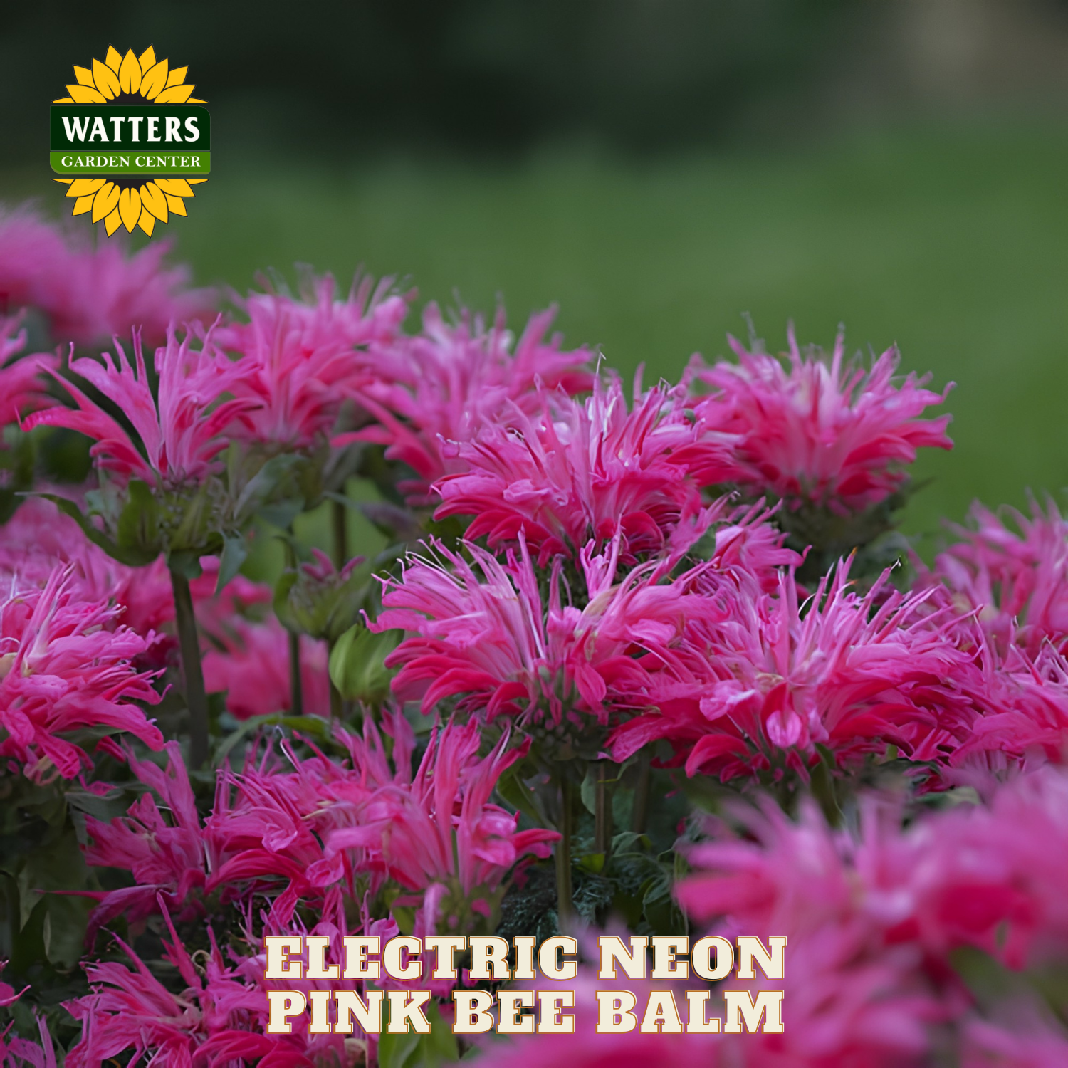 Electric Neon Pink Bee Balm flowers with Watters Garden Center logo.