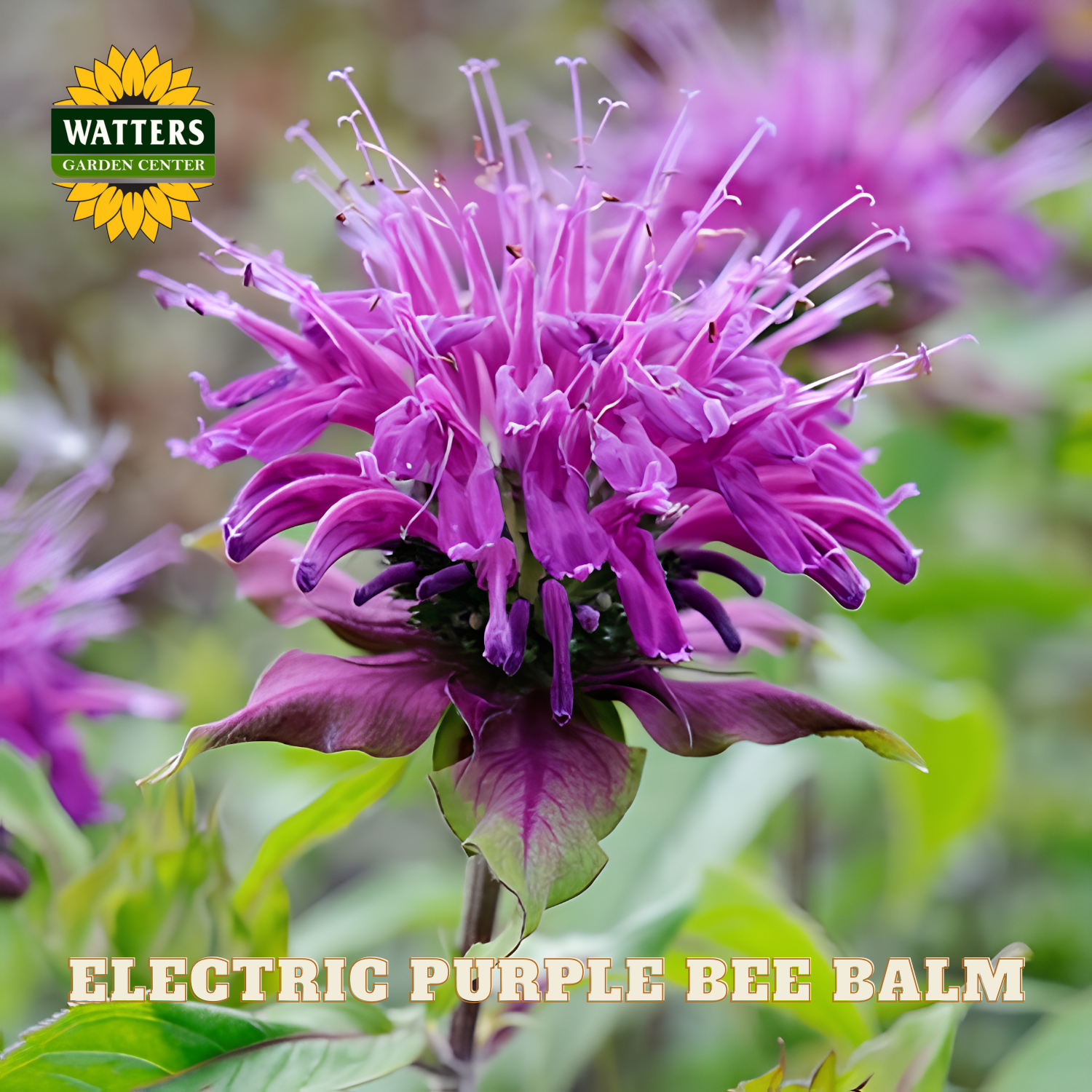 Purple bee balm flower with 'Watters Garden Center' logo and text overlay.