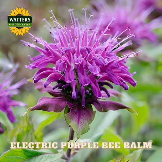 Purple bee balm flower with 'Watters Garden Center' logo and text overlay.
