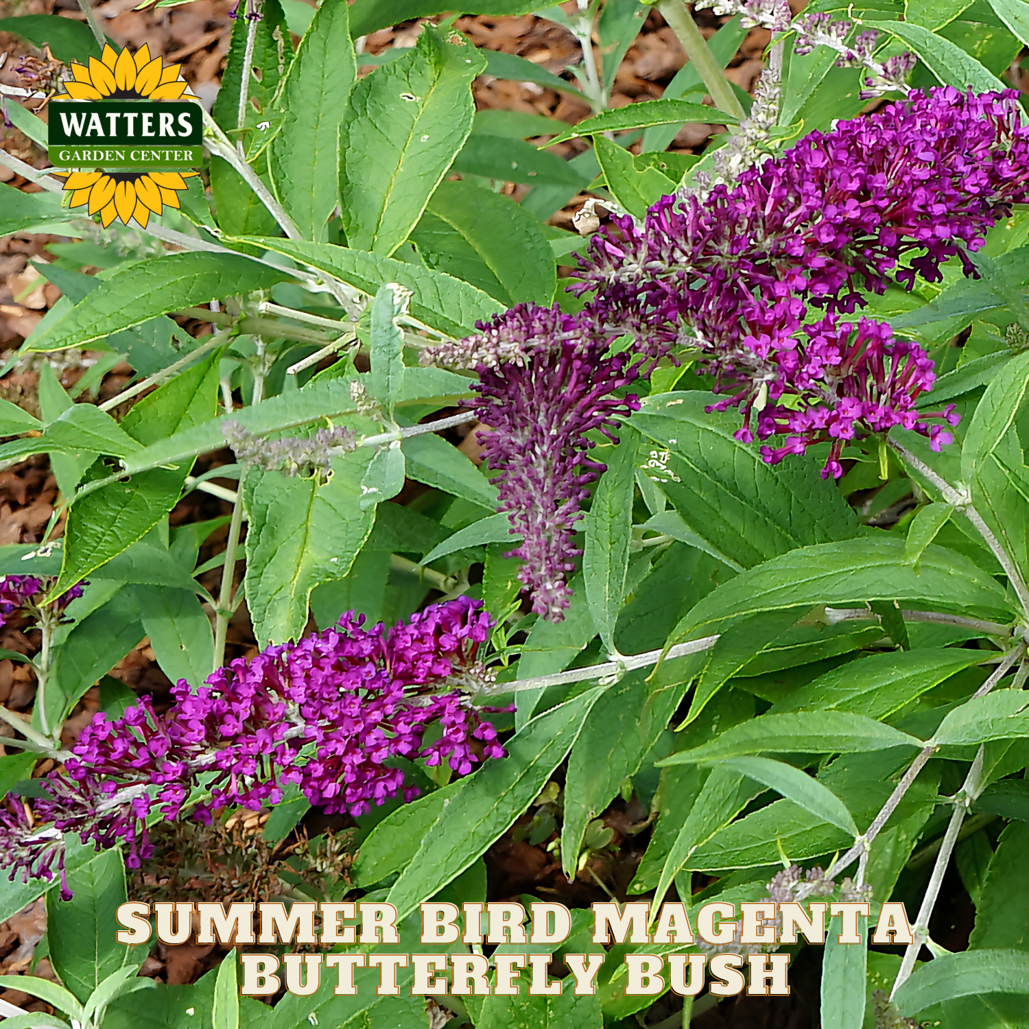 Purple butterfly bush with green leaves and Watters Garden Center branding.