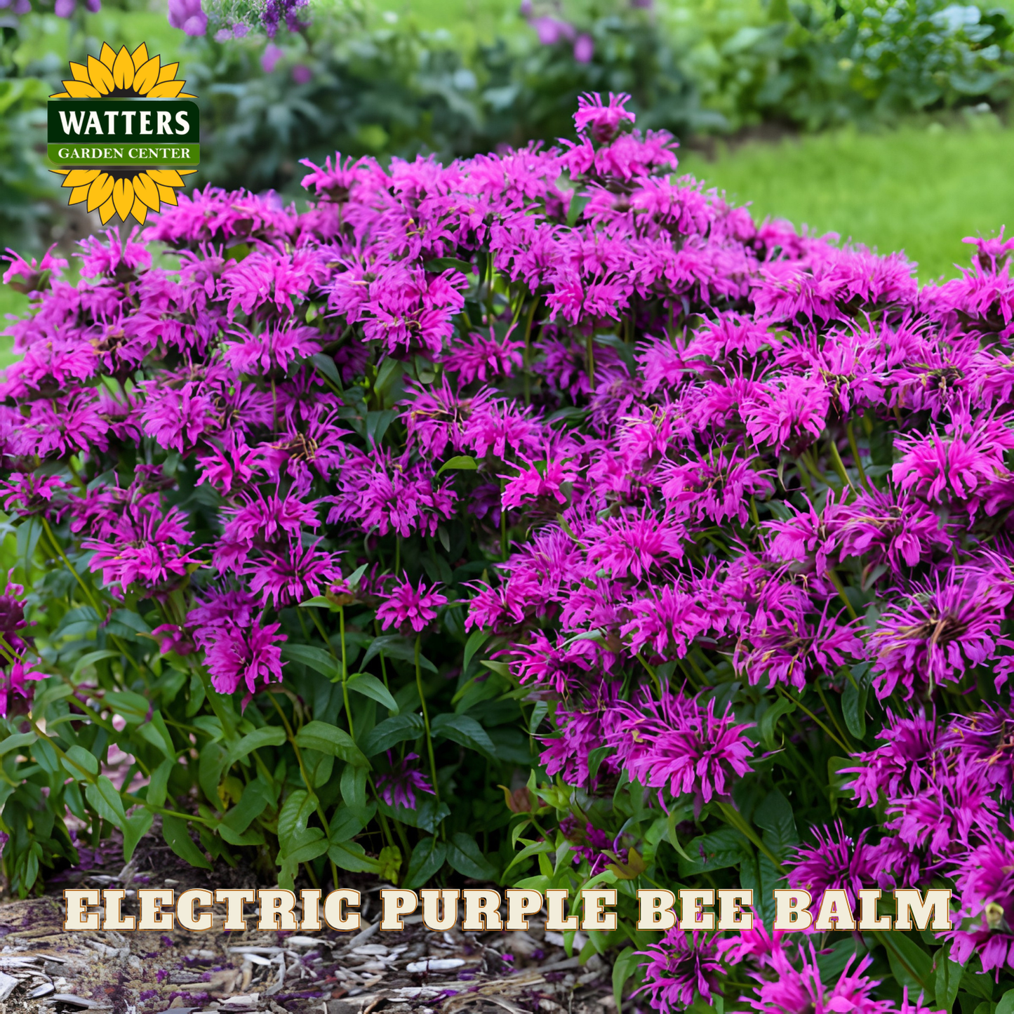 Electric Purple Bee Balm flowers with Watters Garden Center logo