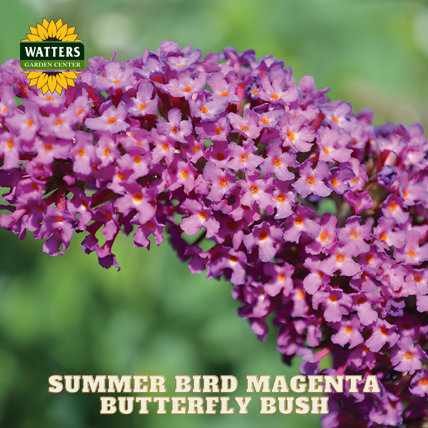 Purple butterfly bush with Watters Garden Center branding on a blurred green background