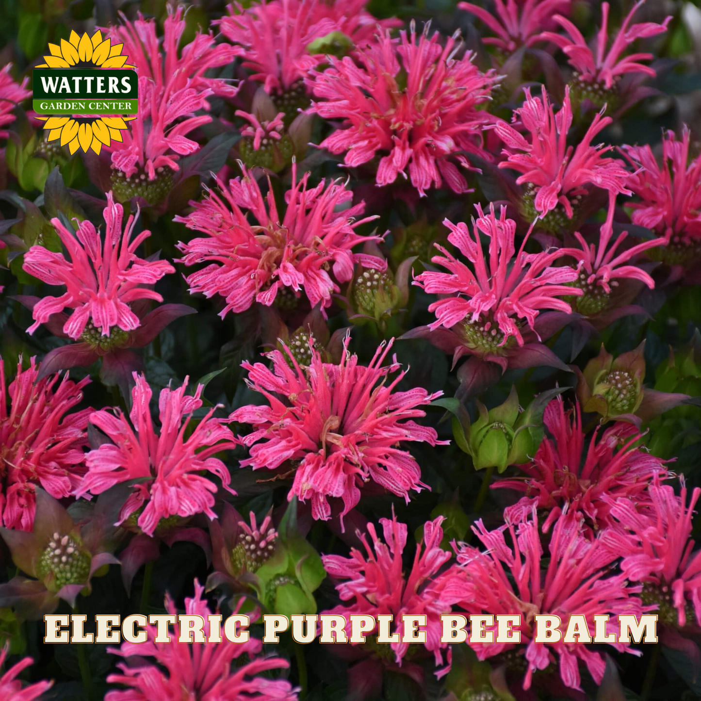 Electric purple bee balm flowers with Watters Garden Center logo.