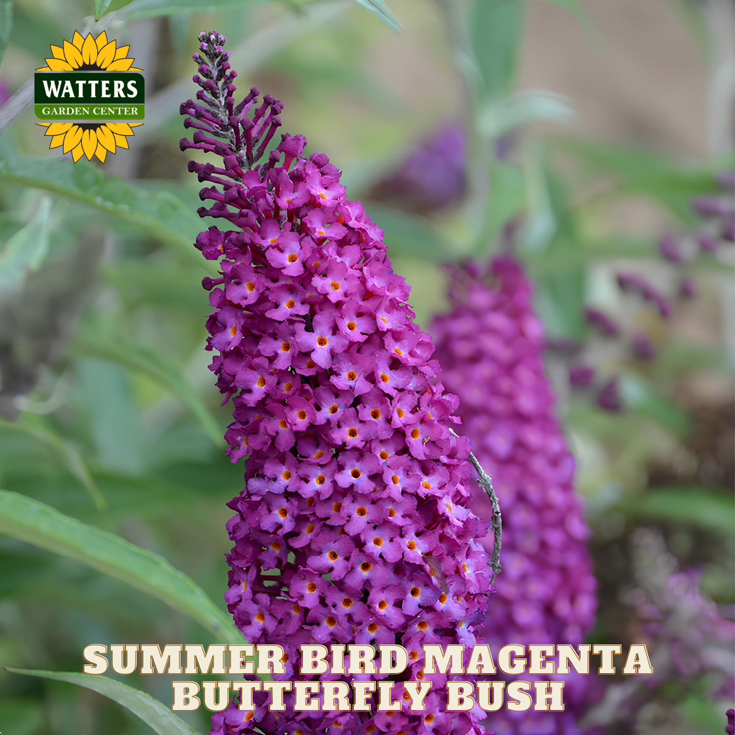 Purple butterfly bush with green leaves and Watters Garden Center logo.