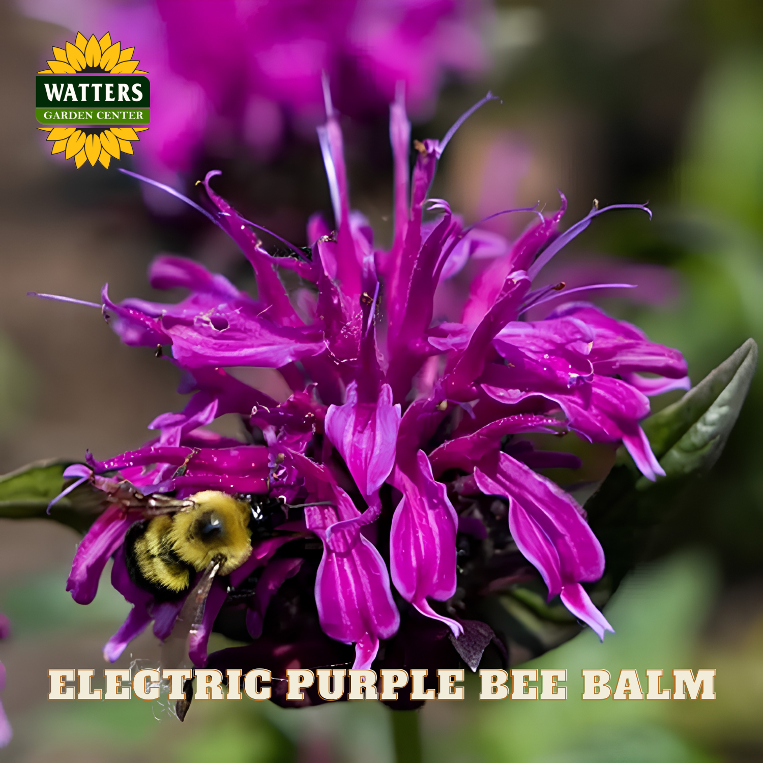 Electric purple bee balm flower with a bee on it, branded with Watters Garden Center.
