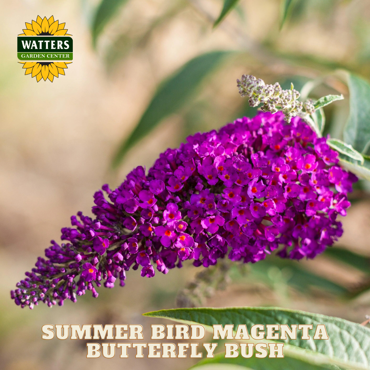 Purple butterfly bush with green leaves and Watters Garden Center logo.