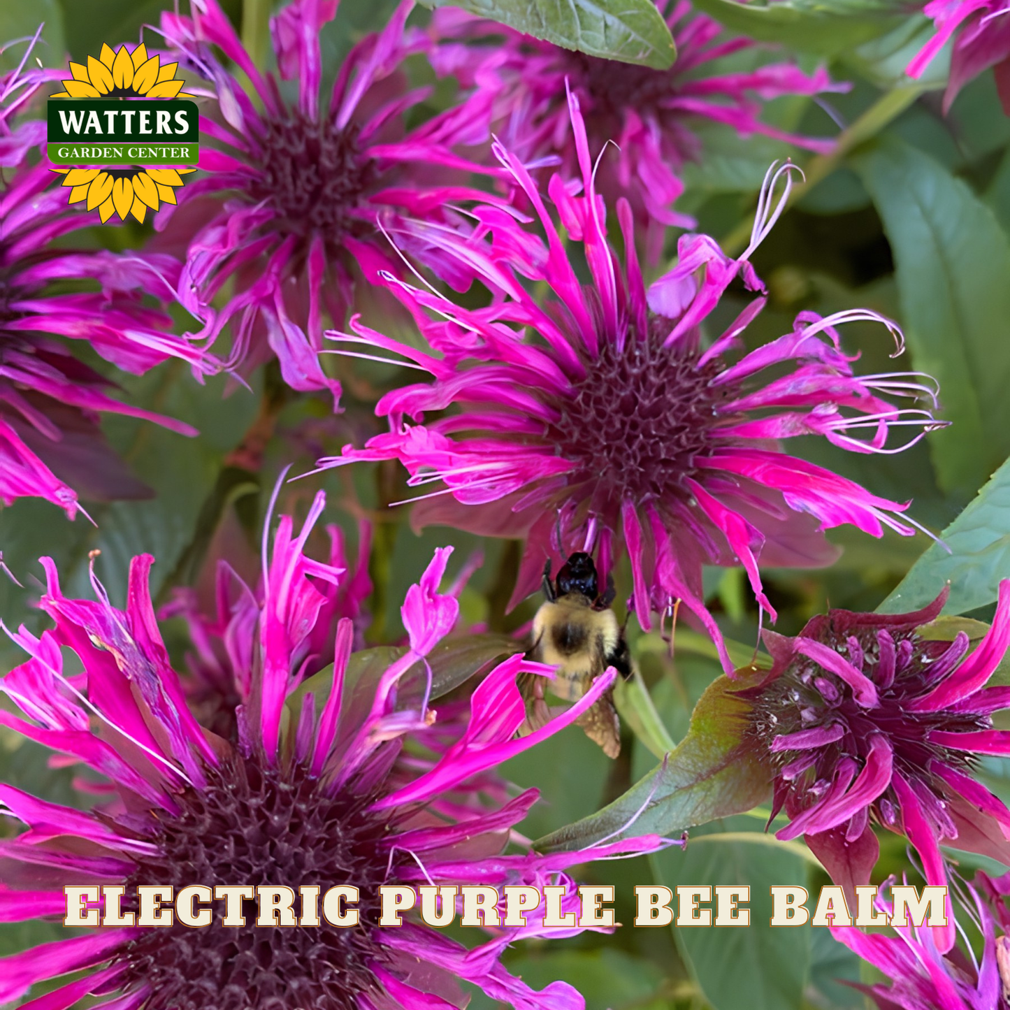 Electric purple bee balm flowers with a bee on one of them, branded with Watters Garden Center.