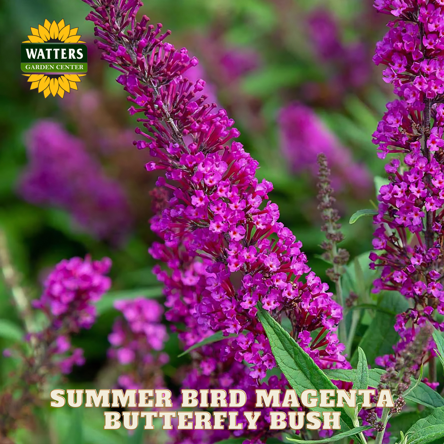 Purple butterfly bush with green leaves and Watters Garden Center branding.