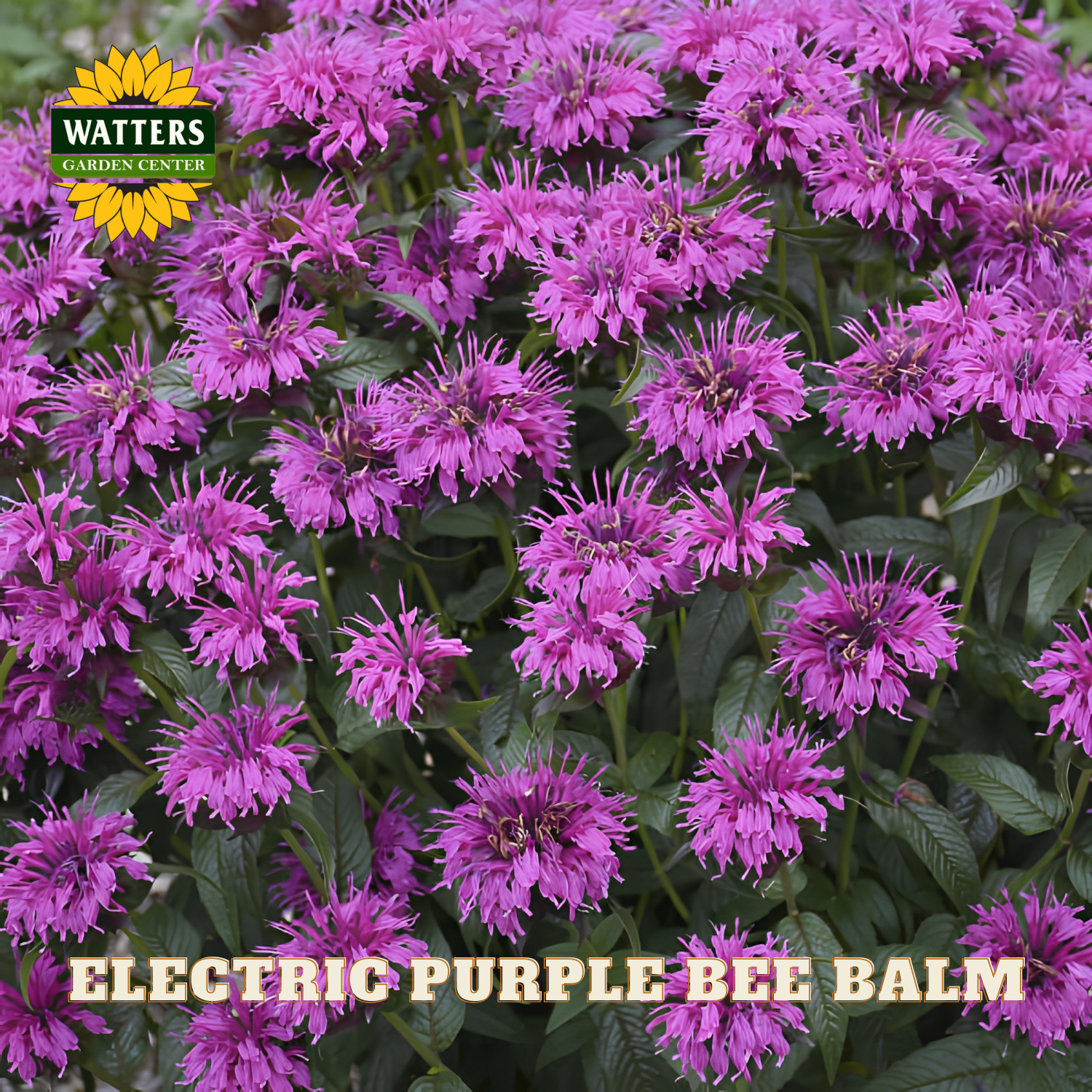 Electric Purple Bee Balm flowers with Watters Garden Center logo