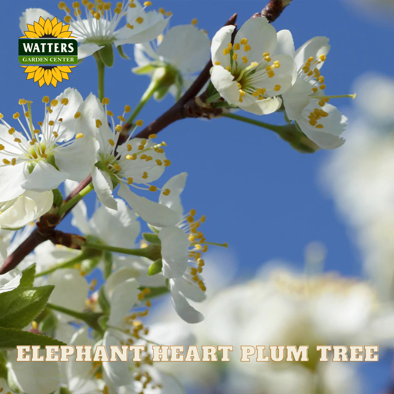 White flowers of an elephant heart plum tree with Watters Garden Center logo.