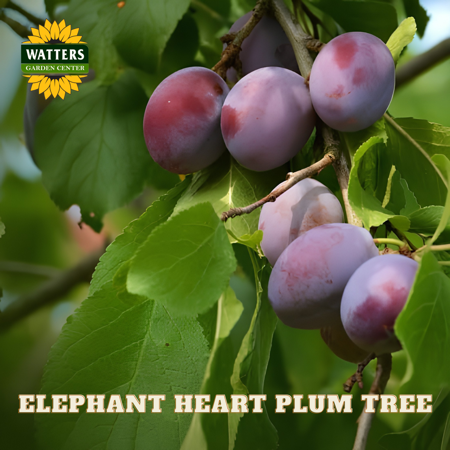 Purple plums on a branch with green leaves, labeled 'Watters Garden Center' and 'Elephant Heart Plum Tree'.