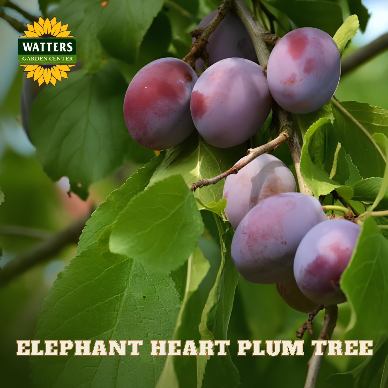 Purple plums on a branch with green leaves, labeled 'Watters Garden Center' and 'Elephant Heart Plum Tree'.