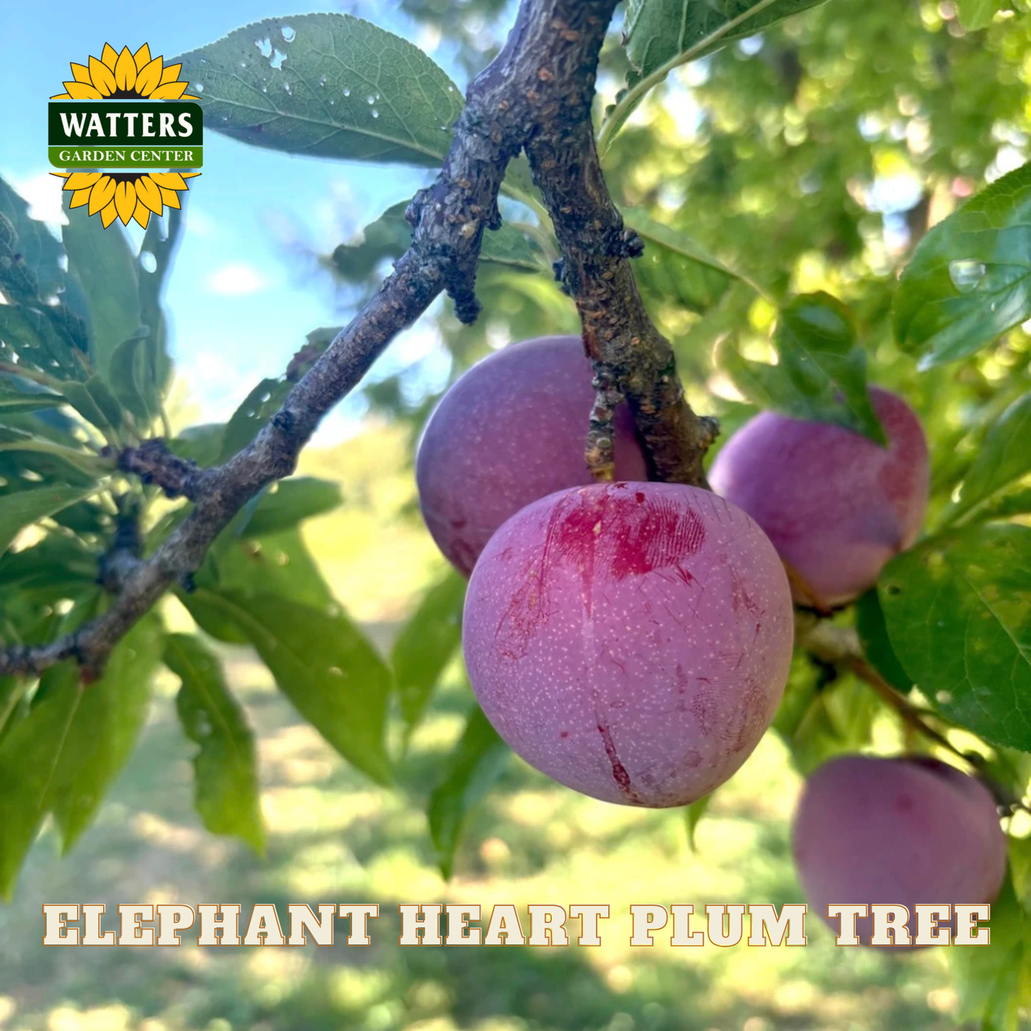 Purple plums on a branch with 'Watters Garden Center' logo and text.