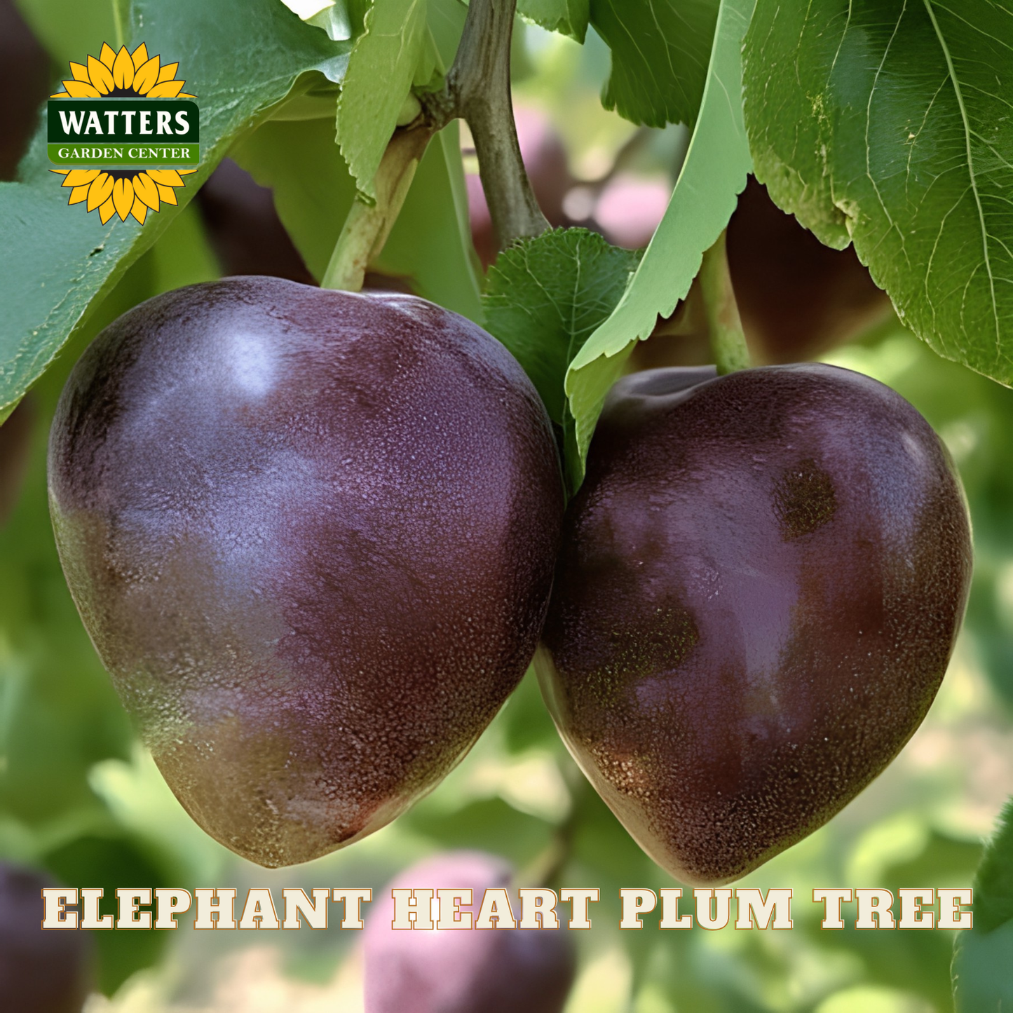 Two purple plums on a branch with 'Watters Garden Center' logo and text.