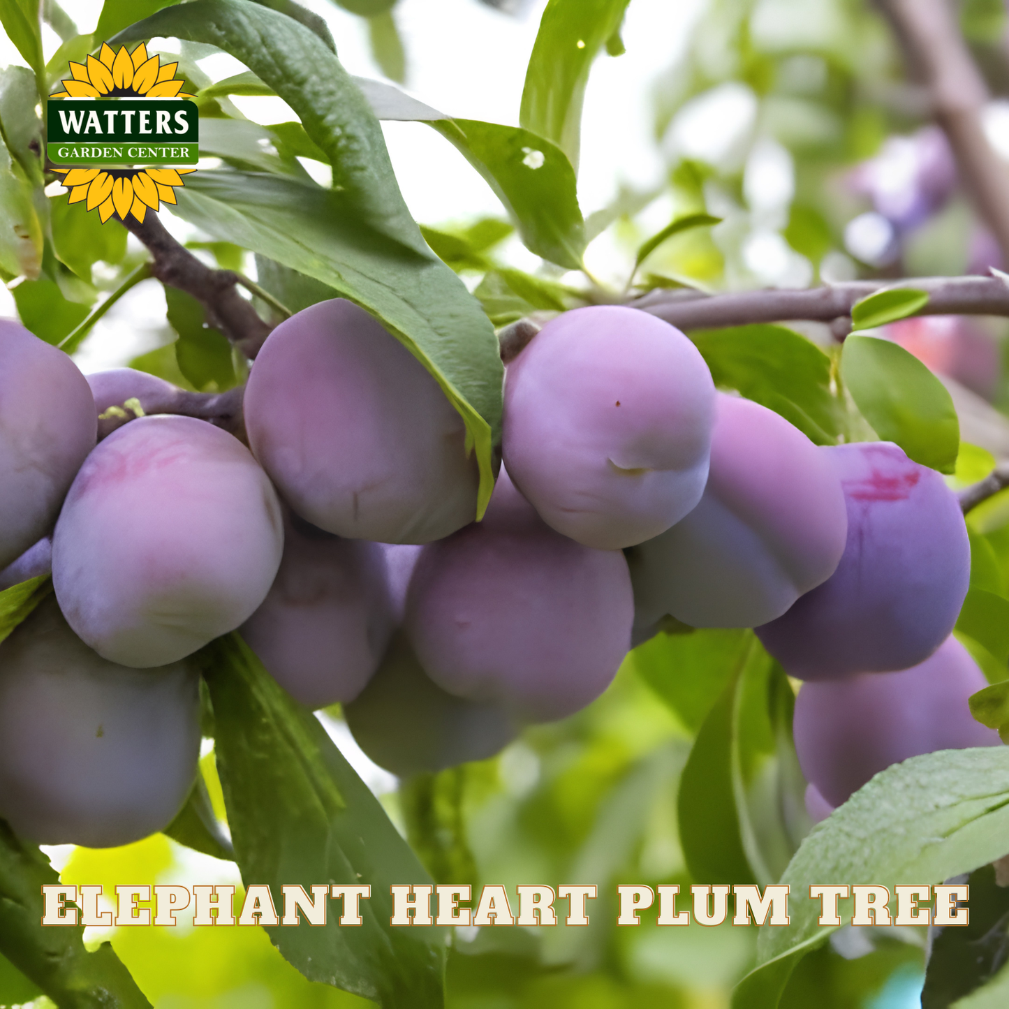 Purple plums on a tree branch with Watters Garden Center logo and text.