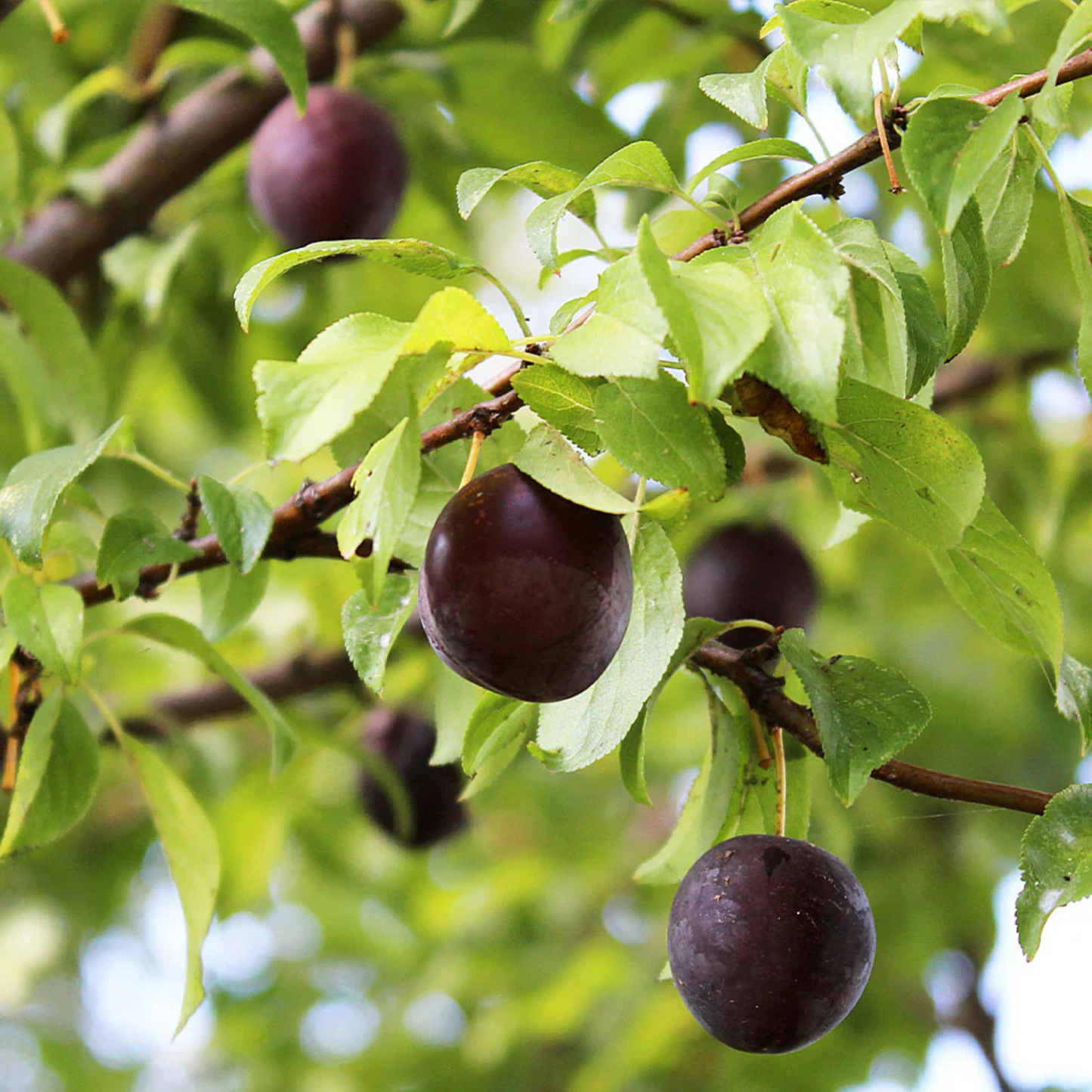 Plums hanging from a tree with green leaves