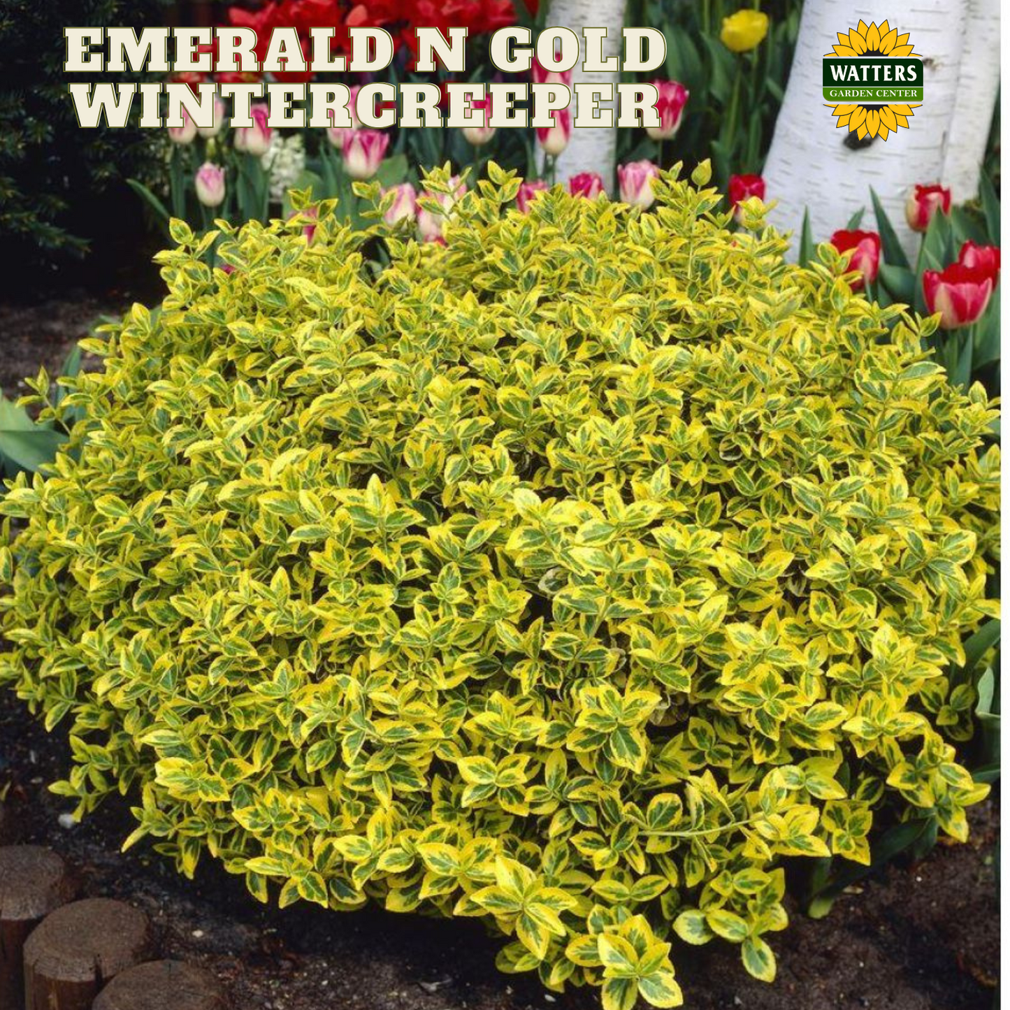 EMERALD N GOLD WINTERCREEPER EUONYMUS 2gal