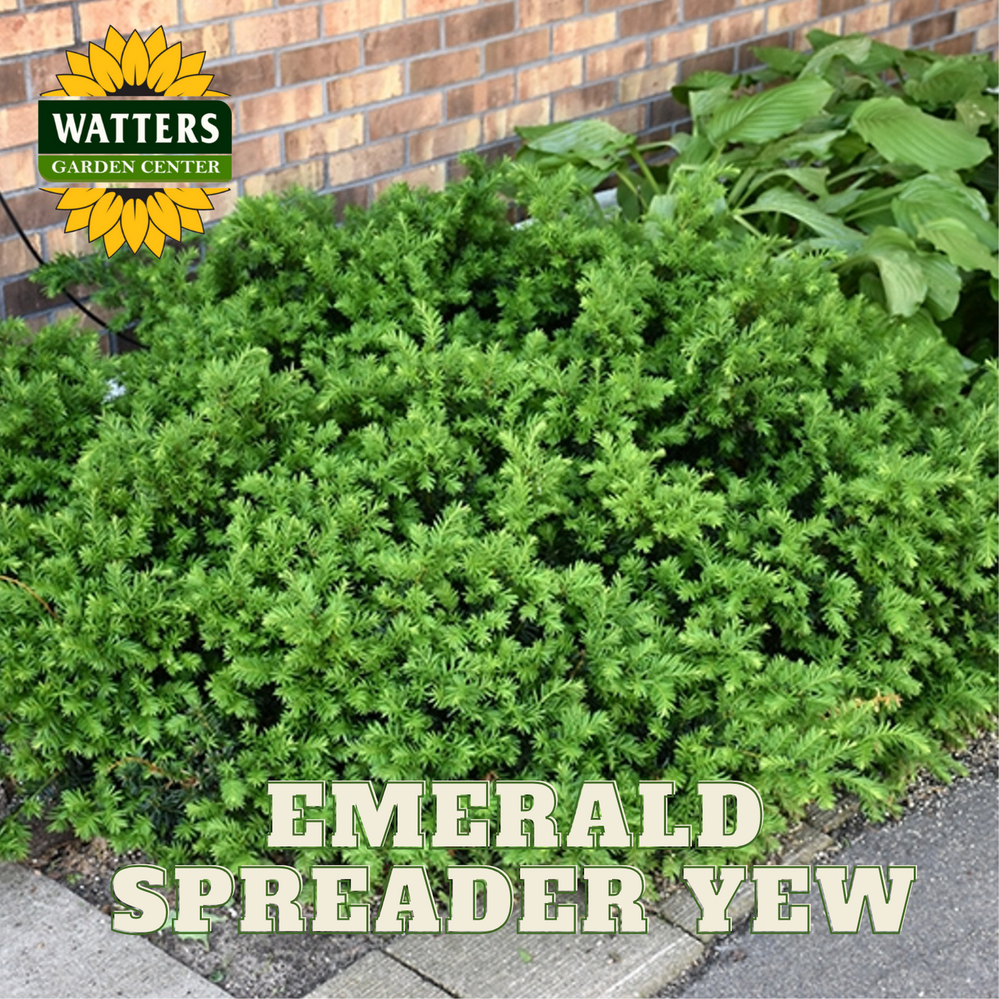 EMERALD SPREADER YEW 2gal