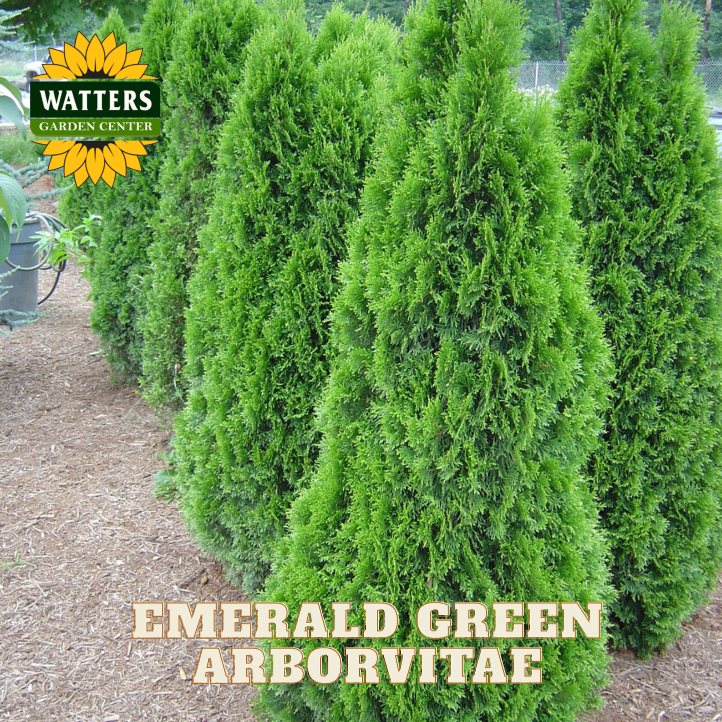 Row of Emerald Green Arborvitae bushes with Watters Garden Center logo.