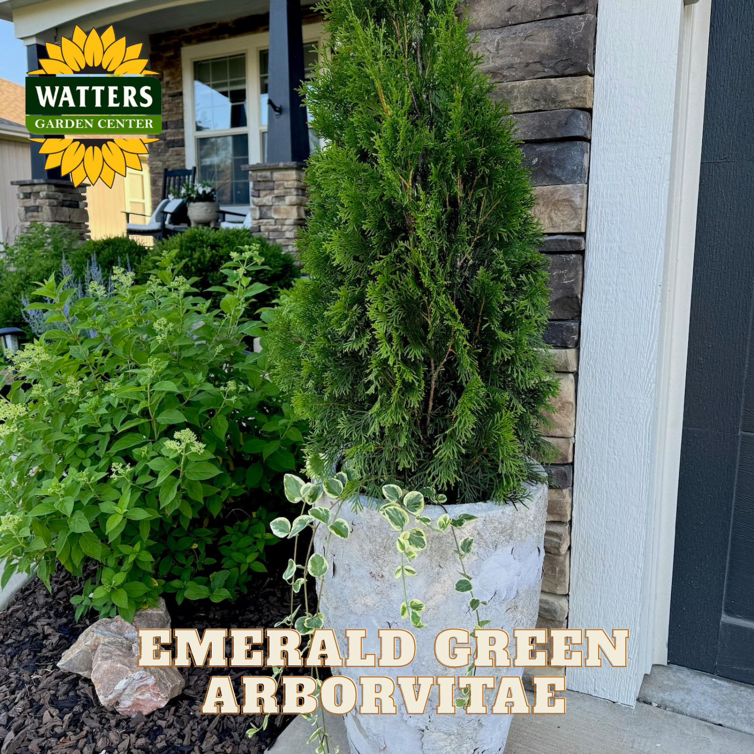 Potted Emerald Green Arborvitae plant in front of a house with Watters Garden Center logo.