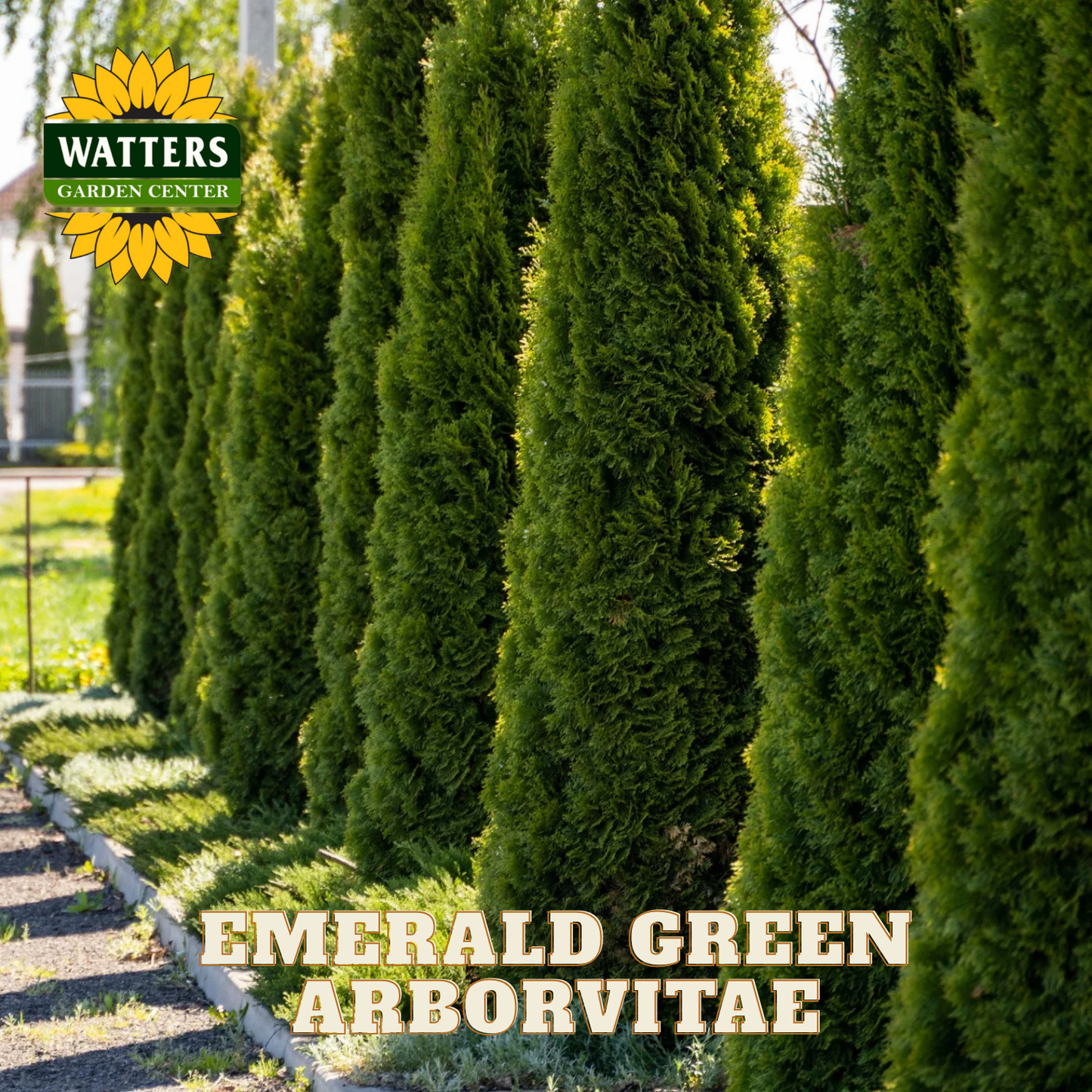 Row of Emerald Green Arborvitae trees with Watters Garden Center branding.