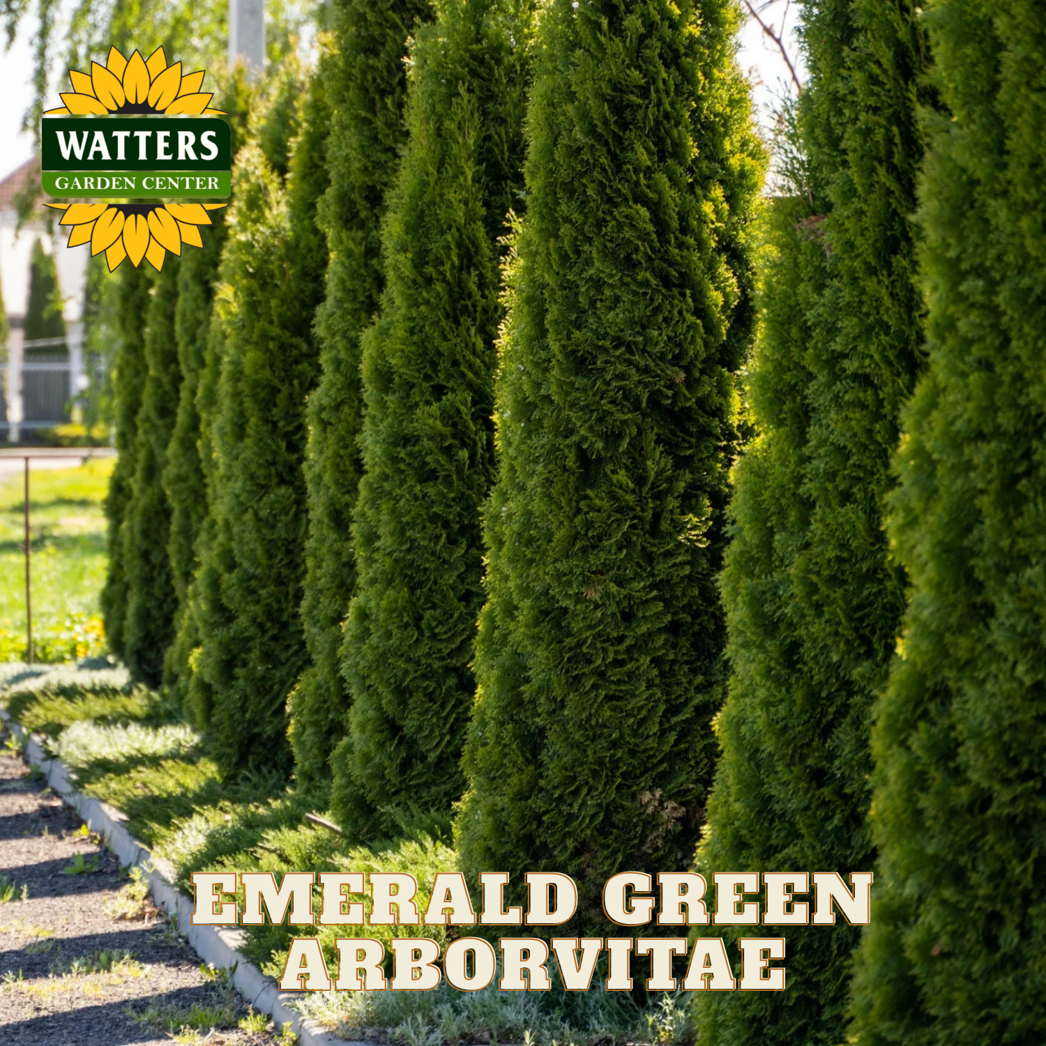 Row of Emerald Green Arborvitae trees with Watters Garden Center branding.
