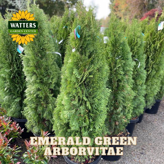 Row of Emerald Green Arborvitae trees with Watters Garden Center logo.