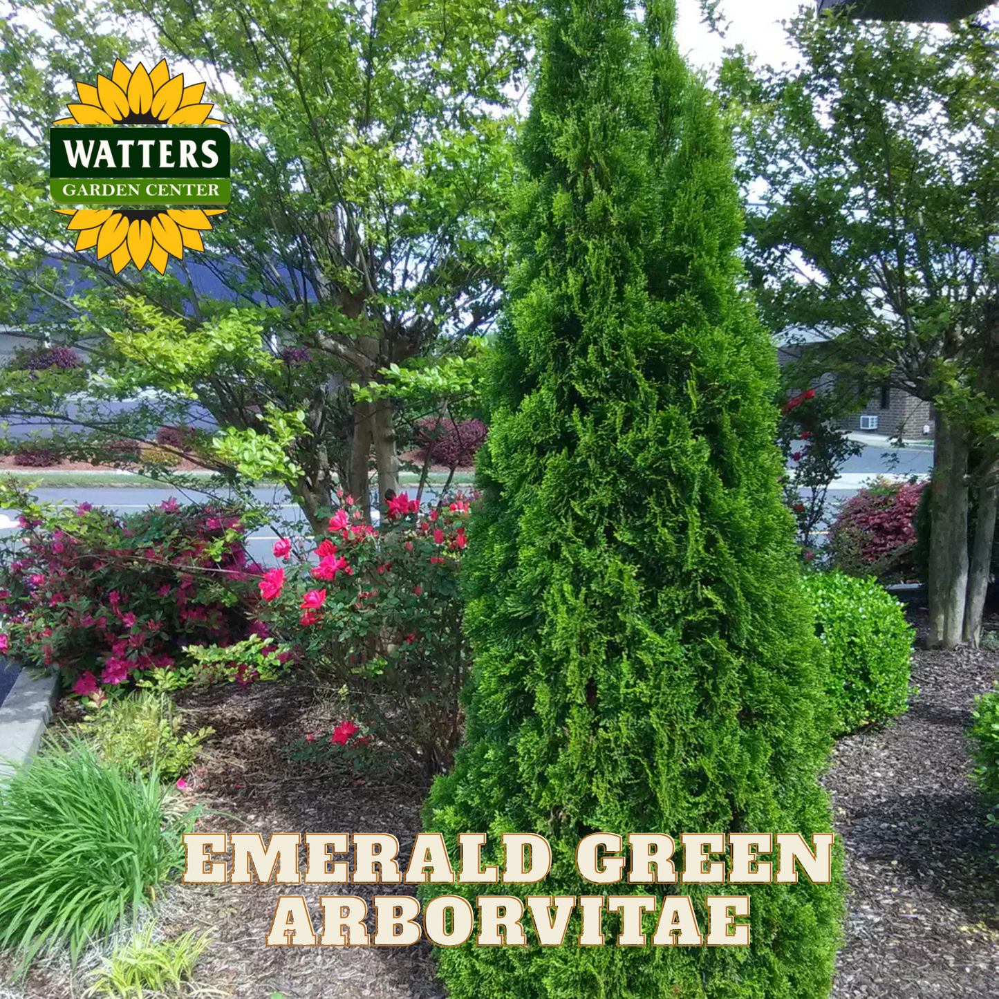 Emerald Green Arborvitae tree in a garden setting with Watters Garden Center branding.