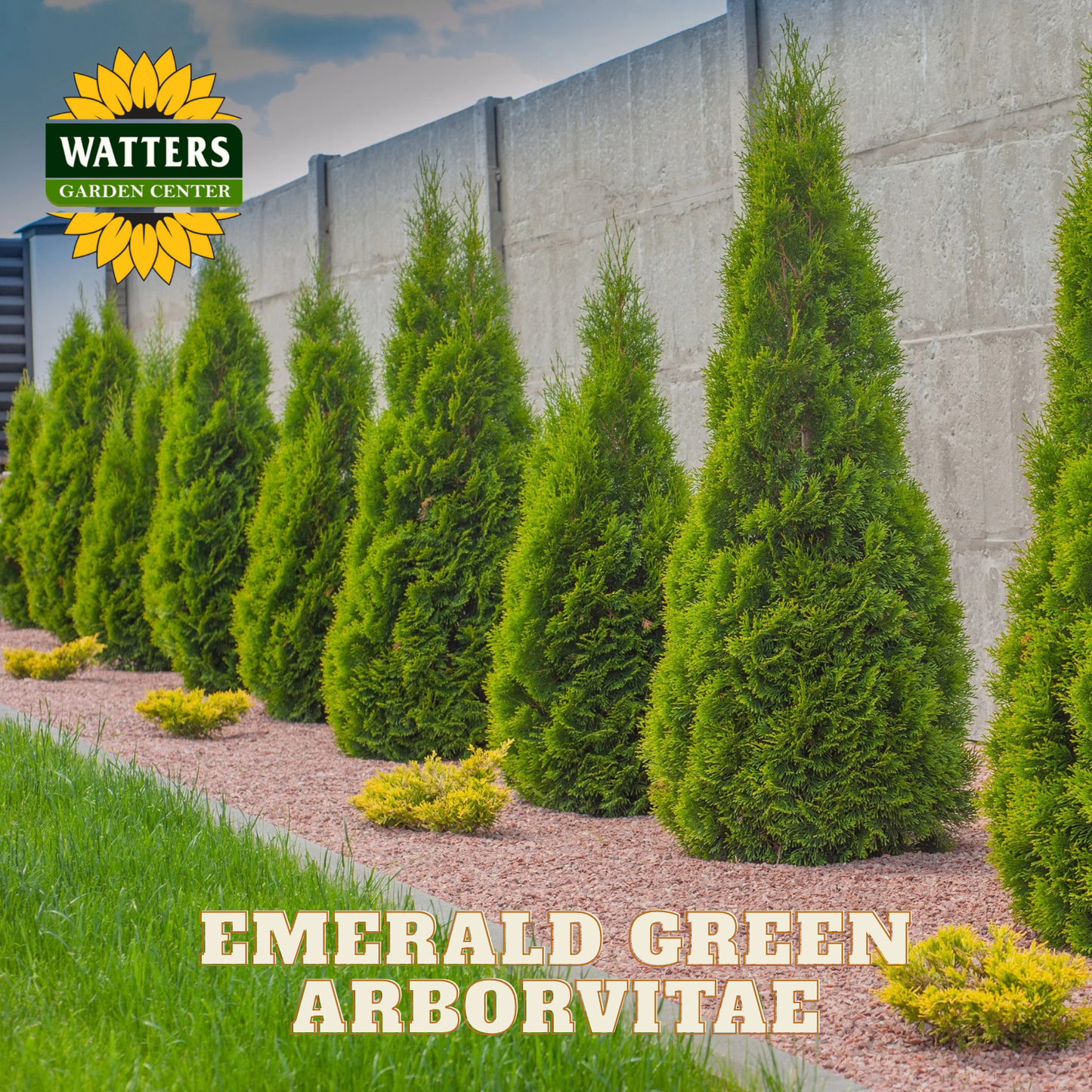 Row of Emerald Green Arborvitae trees in a garden setting with Watters Garden Center branding.