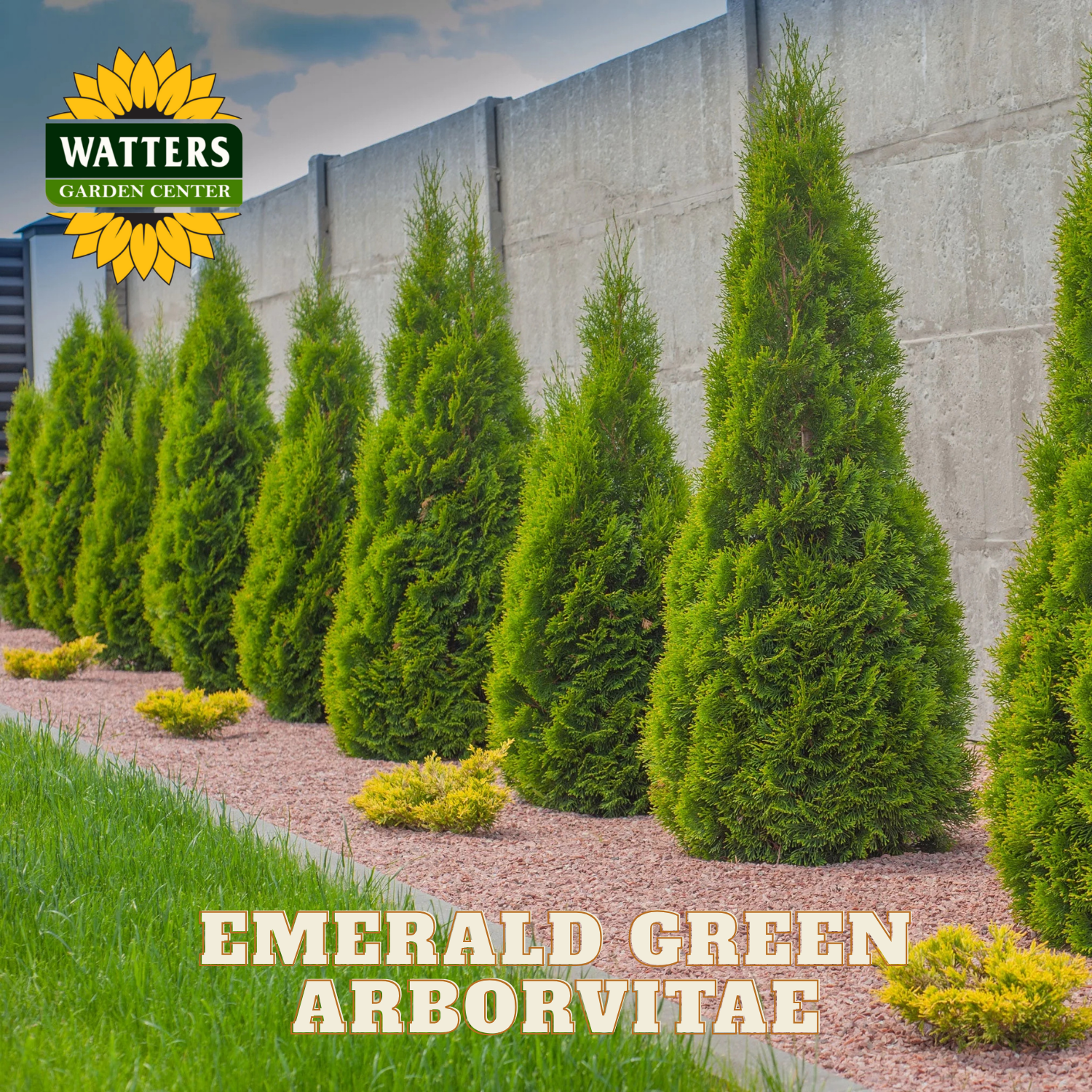 Row of Emerald Green Arborvitae trees in a garden setting with Watters Garden Center branding.