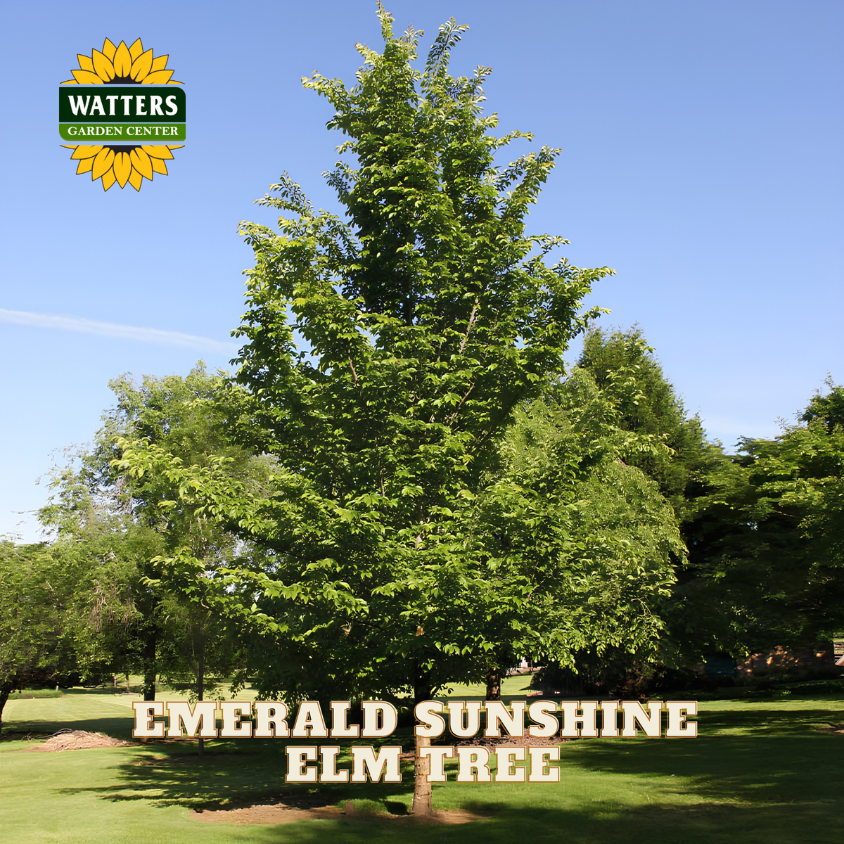 A large Emerald Sunshine elm tree with lush green foliage stands in a landscaped park or garden under a clear blue sky. The Watters Garden Centers logo appears in the top-left corner, and the text 'EMERALD SUNSHINE ELM TREE' is overlaid near the bottom.