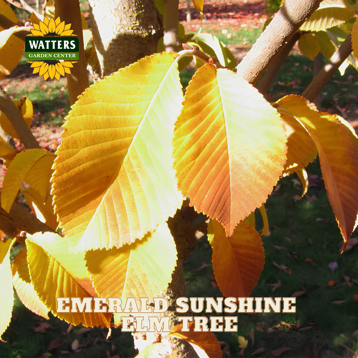 A close-up of bright yellow-green autumn leaves on a tree trunk, with the text 'EMERALD SUNSHINE FILM TREE' and a 'WATTERS GARDEN CENTER' logo overlaid on the photo.