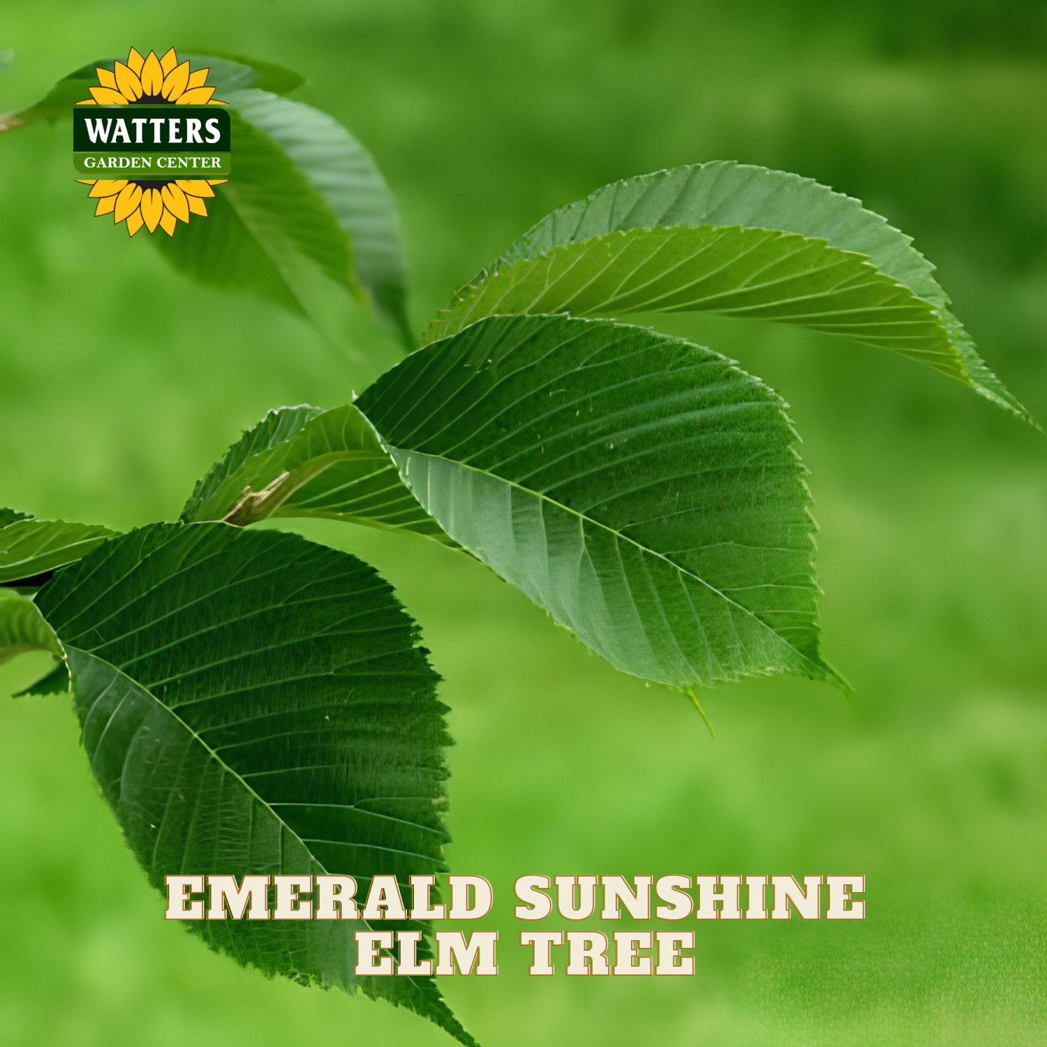 Close-up of green emerald sunshine elm tree leaves with text reading 'EMERALD SUNSHINE ELM TREE' and a Watters Garden Center logo on a blurred green background.
