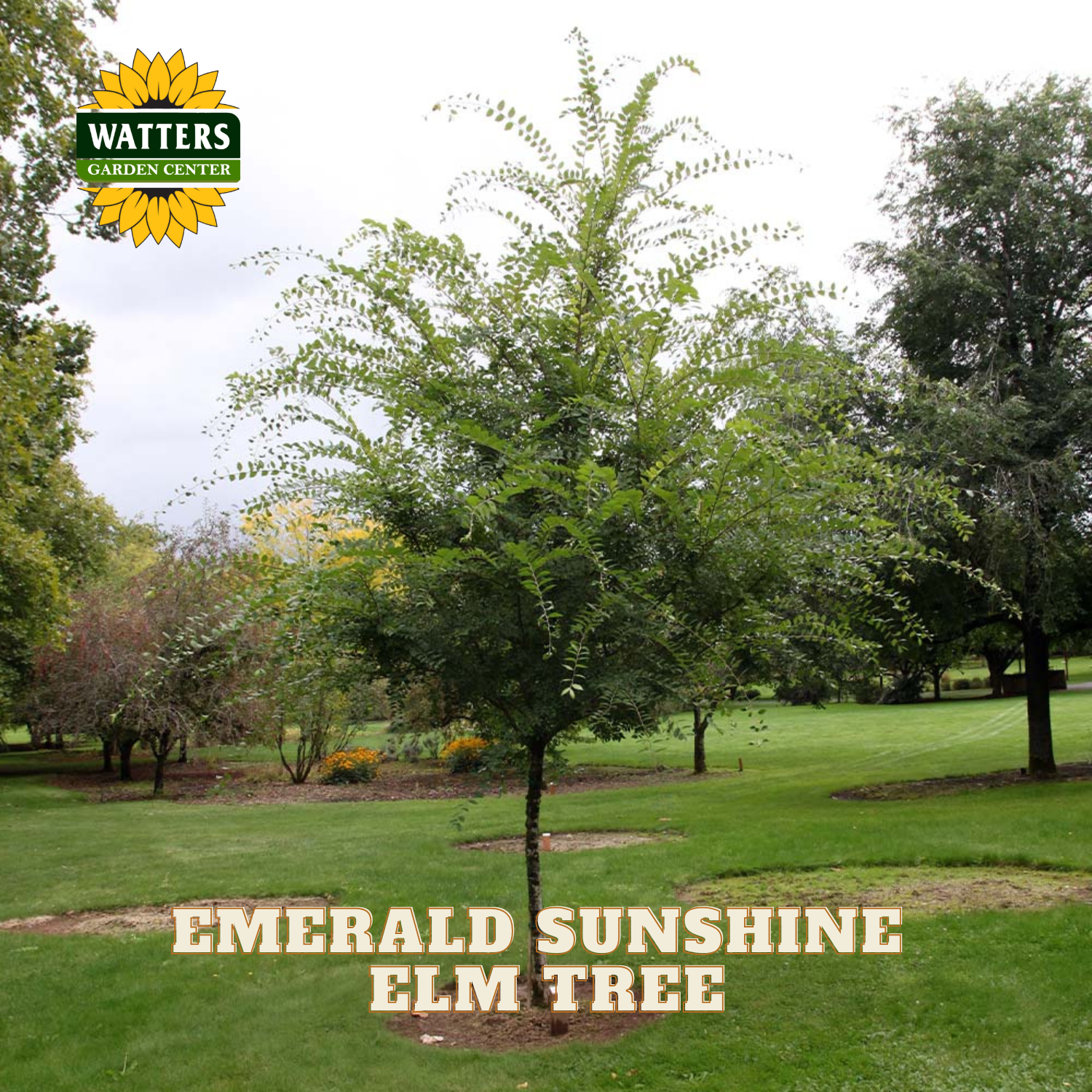 A young Emerald Sunshine Elm tree planted in a grassy park landscape, with Watters Garden Centers logo in the top-left corner and the text 'EMERALD SUNSHINE ELM TREE' at the bottom.