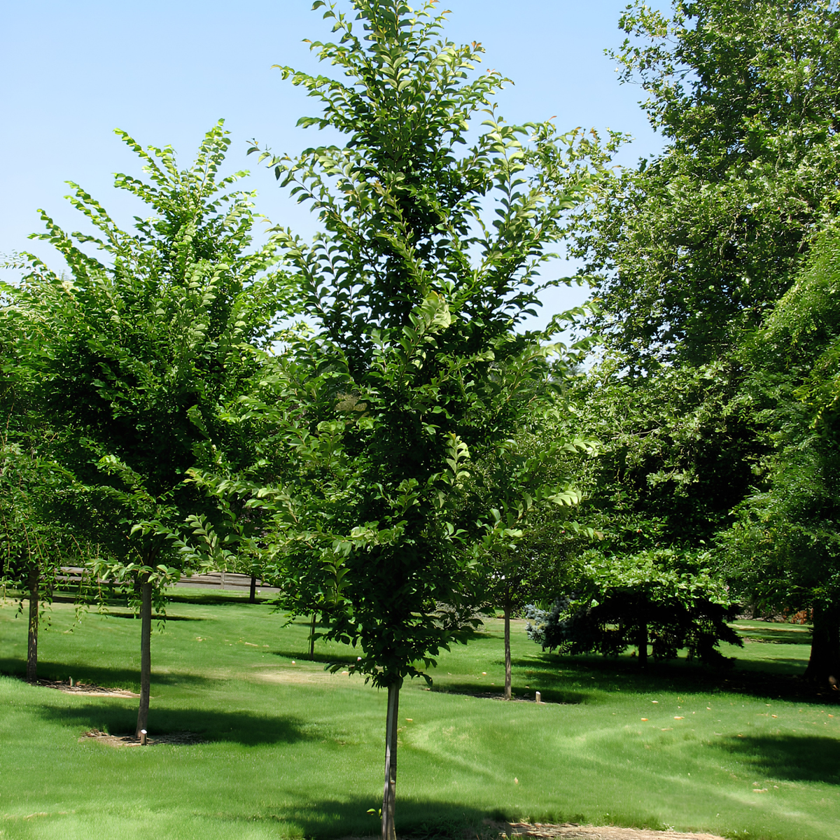 A young green tree planted in a grassy park or nursery, surrounded by other mature trees under a clear blue sky.