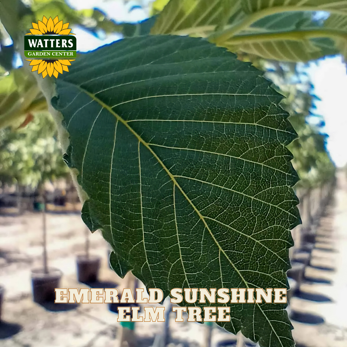 A close-up of a large green leaf with serrated edges and prominent veins, with the text 'EMERALD SUNSHINE ELM TREE' and a 'WATTERS GARDEN CENTER' logo overlaid. The background shows a blurred nursery row with potted trees.