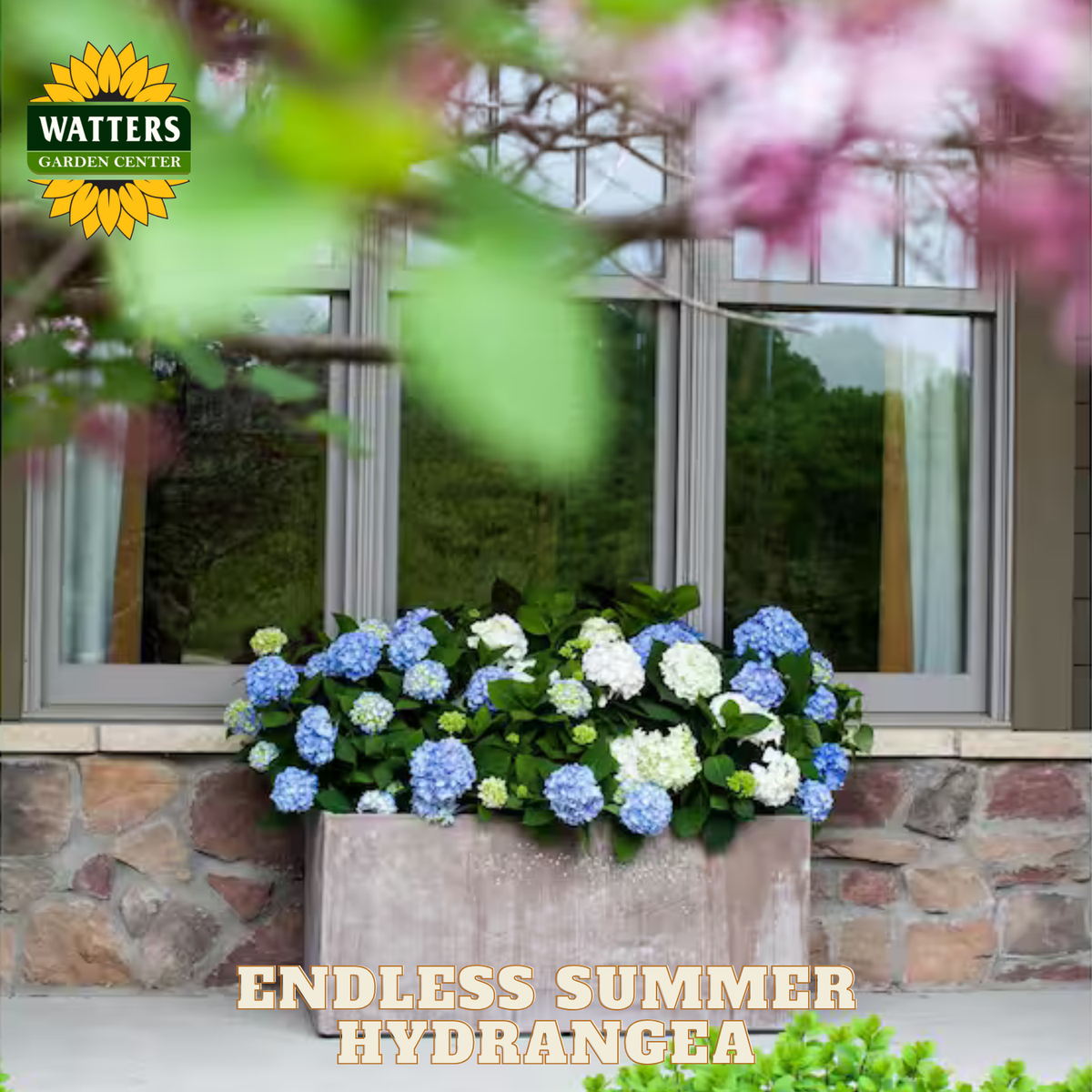 ENDLESS SUMMER HYDRANGEA 3gal