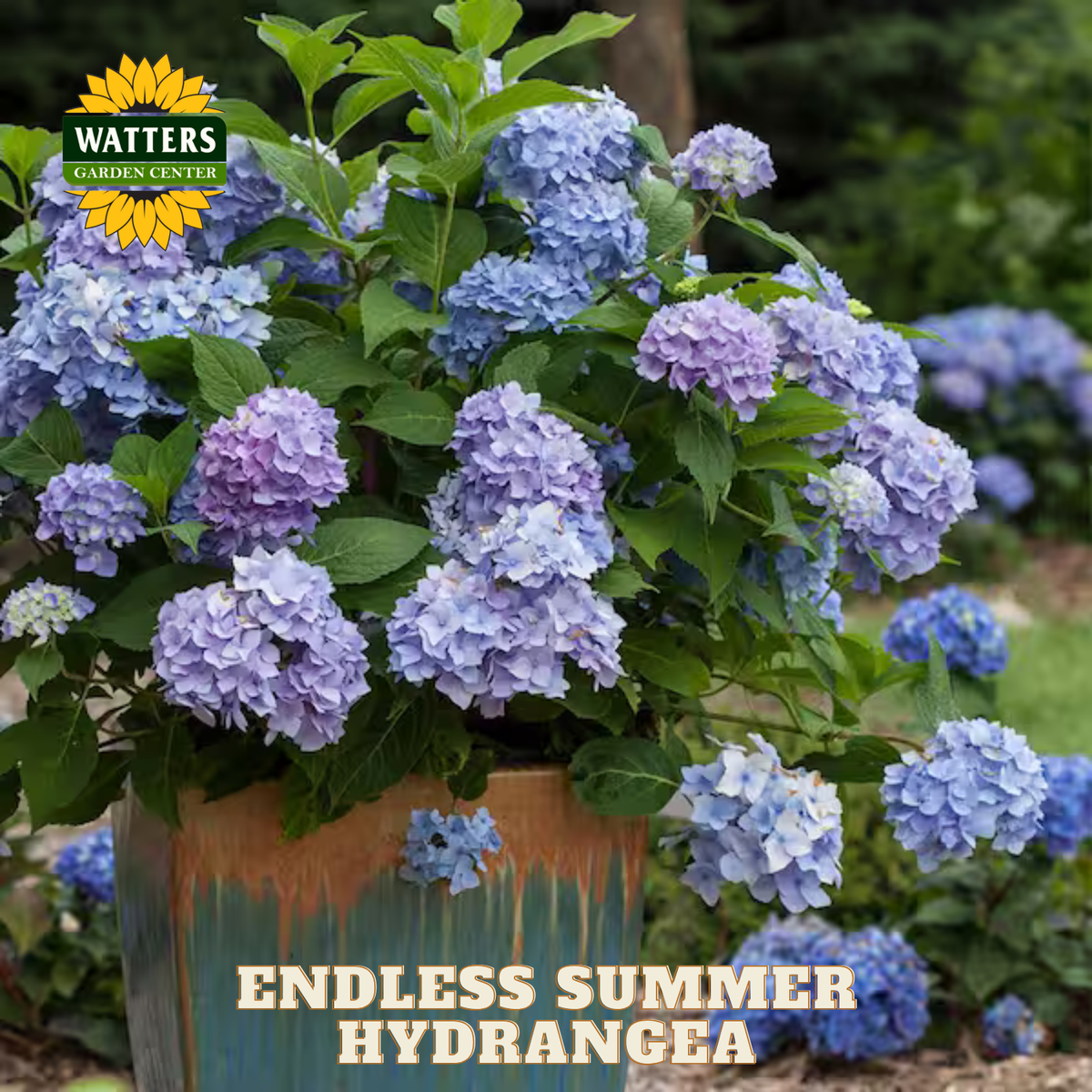 ENDLESS SUMMER HYDRANGEA 3gal