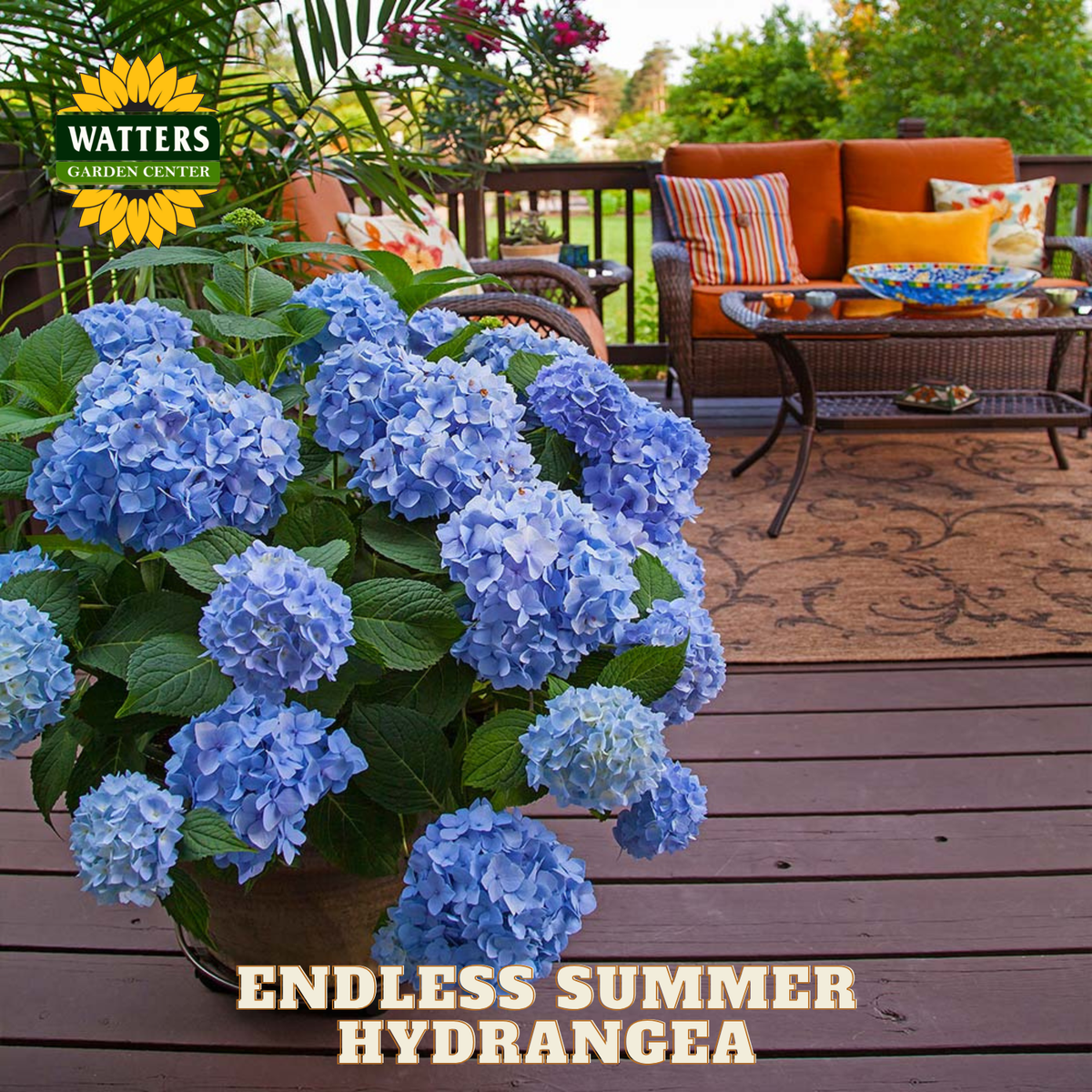 ENDLESS SUMMER HYDRANGEA 3gal