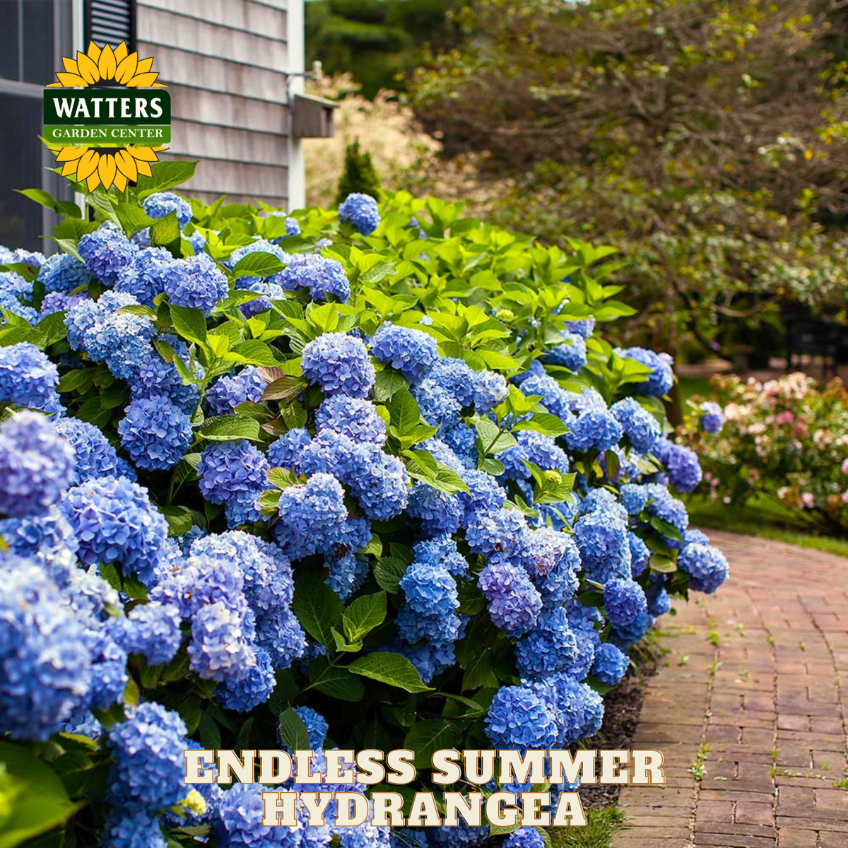 ENDLESS SUMMER HYDRANGEA 3gal