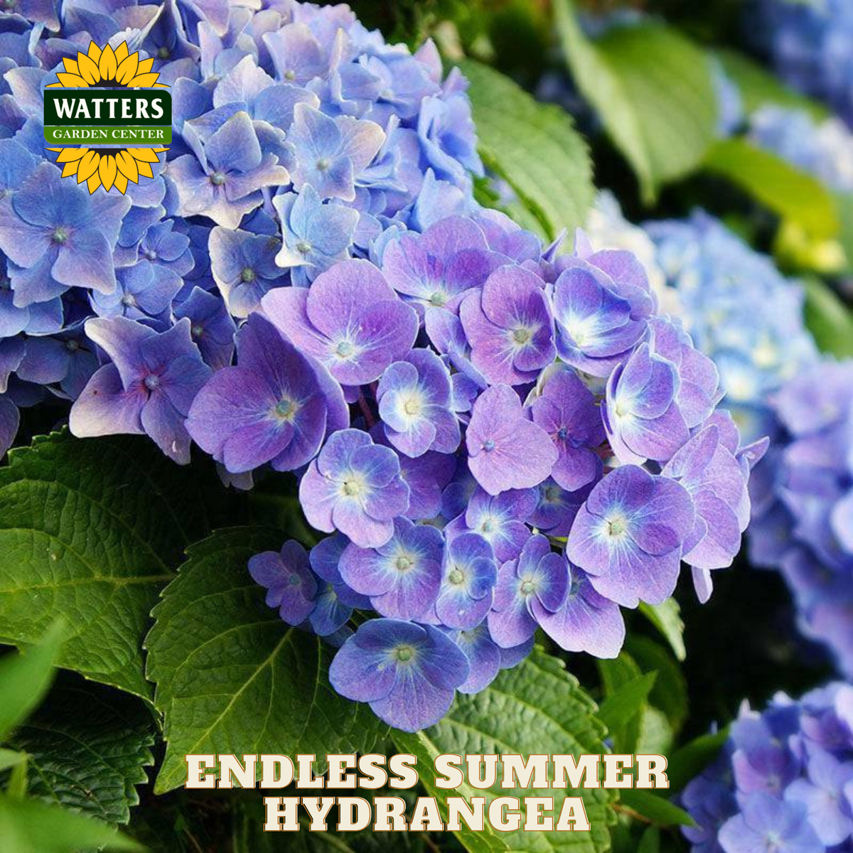 ENDLESS SUMMER HYDRANGEA 3gal