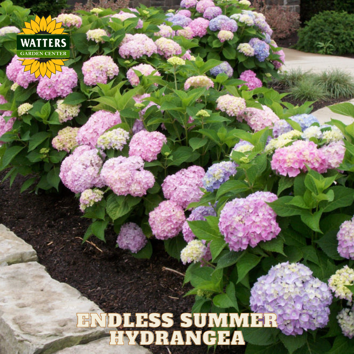 ENDLESS SUMMER HYDRANGEA 3gal