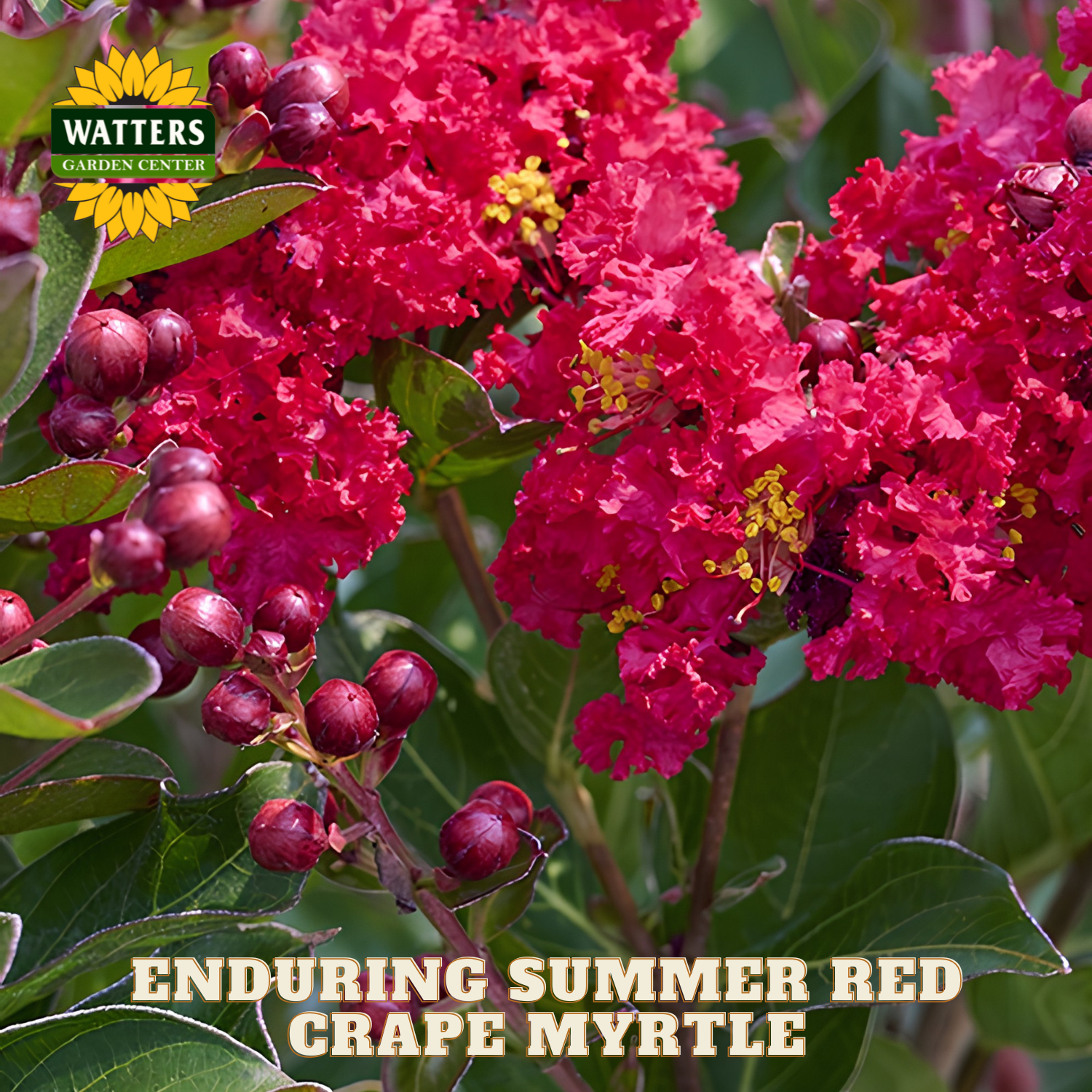 Red grape myrtle flowers with green leaves and Watters Garden Center branding.