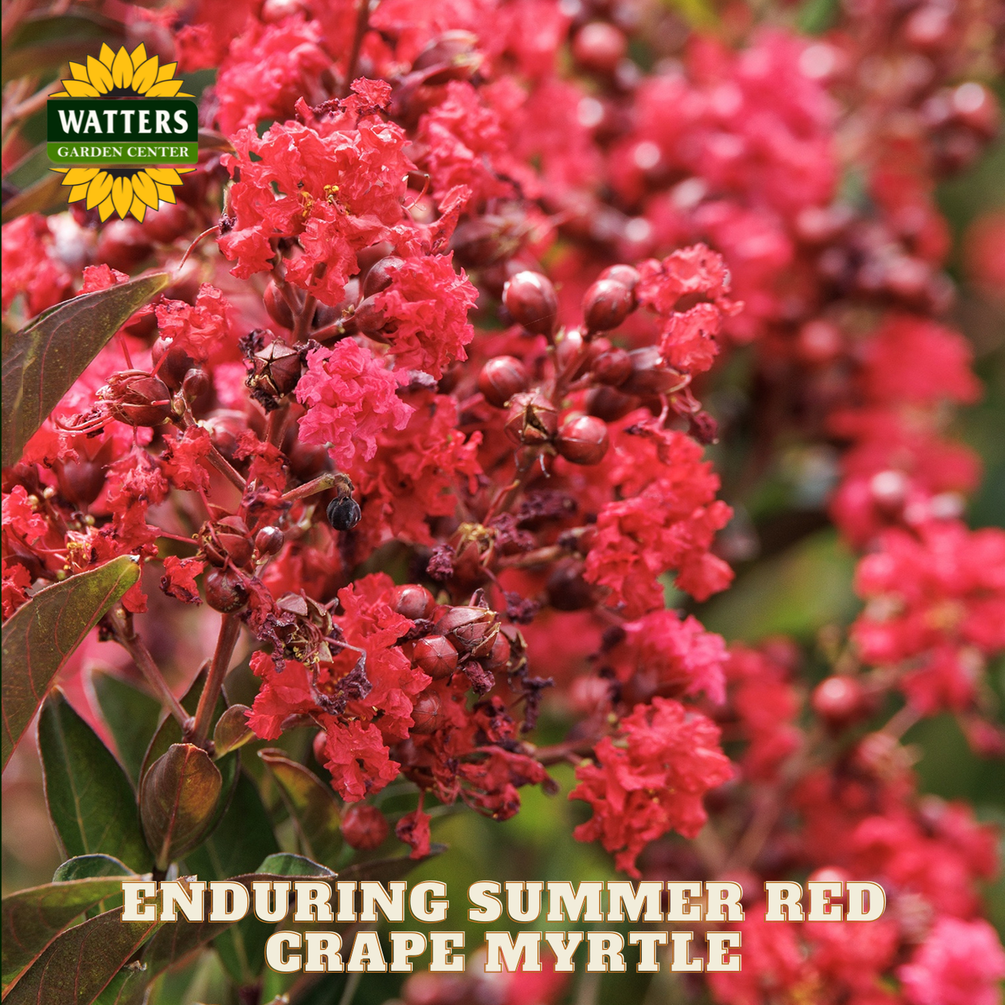 Red crape myrtle flowers with Watters Garden Center logo and text.